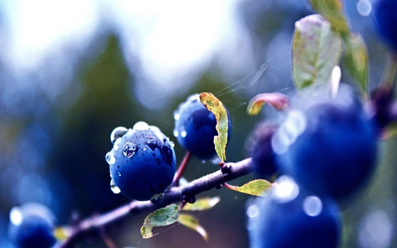 Blaubeeren, Kostenlose, Herunterladen, HD, Bild, 1280x800 HD Desktop