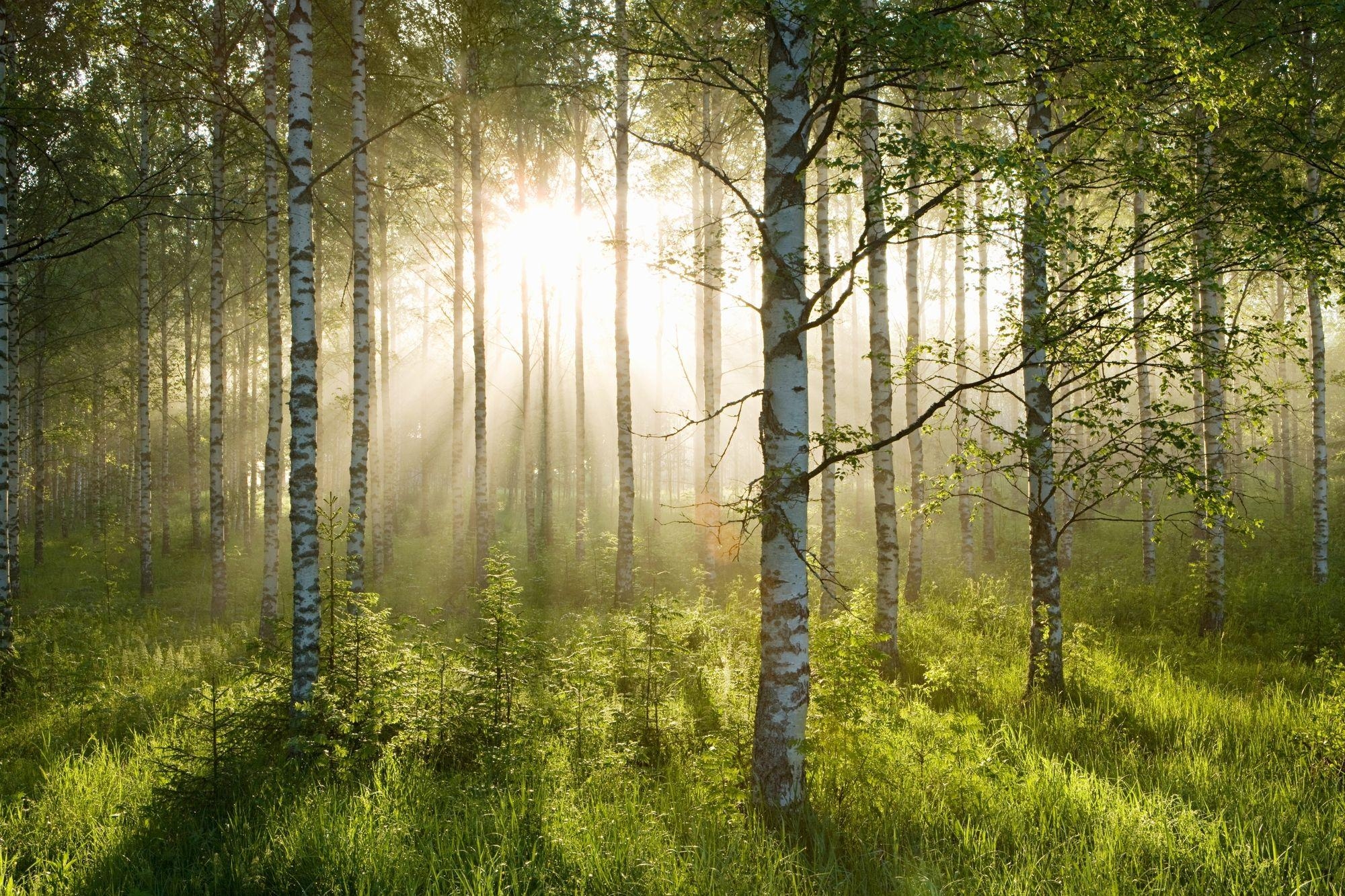 Birkenwald, Sonnenlicht, Natur, Ökologisch, Malerisch, 2000x1340 HD Desktop