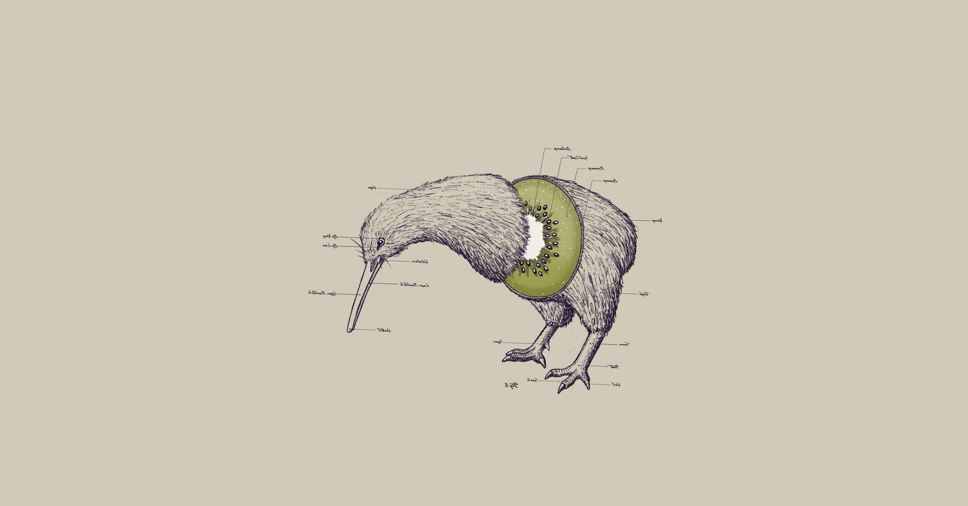 Kiwi Vogel, lustige Früchte, witzige Illustrationen, weißer Hintergrund, Fotomanipulation, 1920x1010 HD Desktop