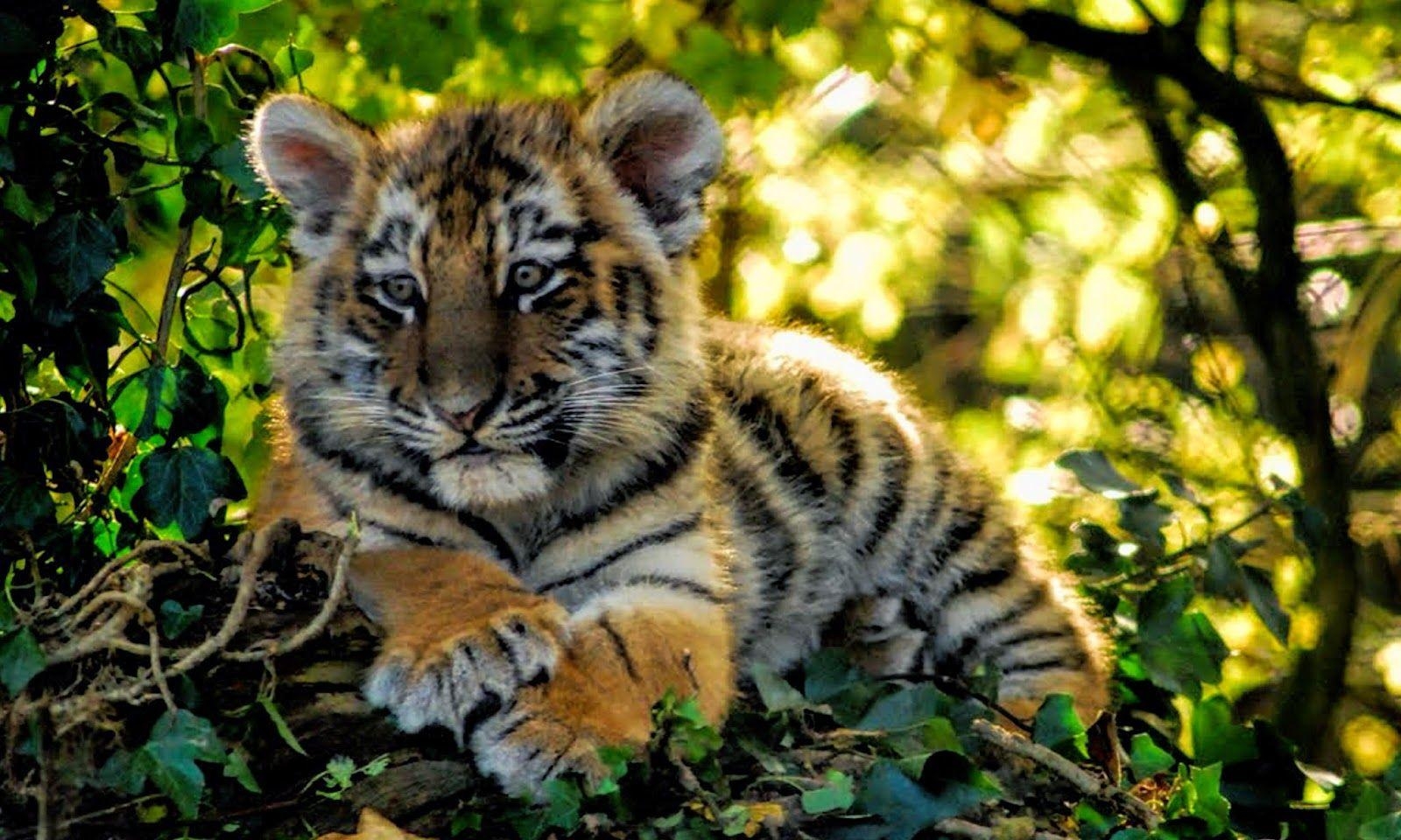 Tigerjunges, HD, Bild, Jungle, Junges, 1600x960 HD Desktop