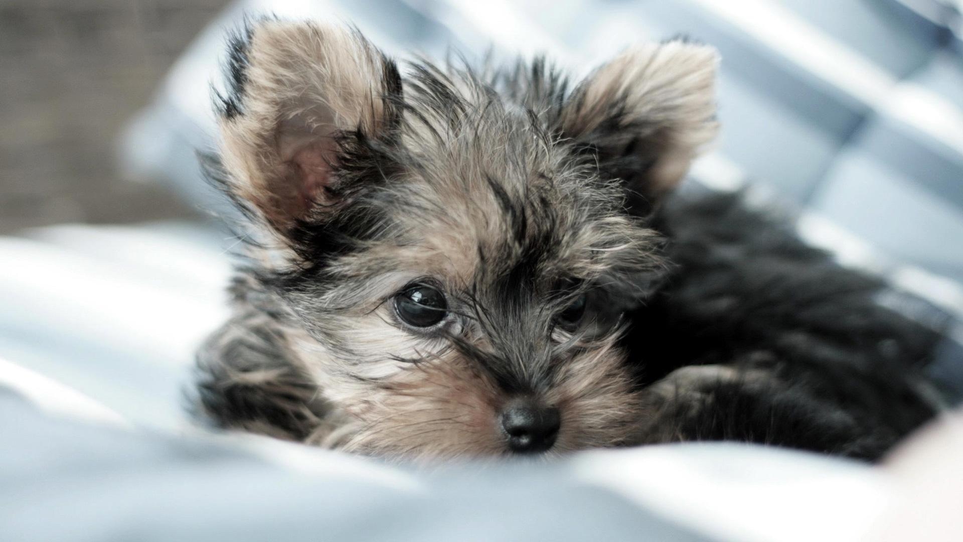 Yorkshire Terrier, Welpe, Flauschig, Hund, Wallpaper, 1920x1080 Full HD Desktop