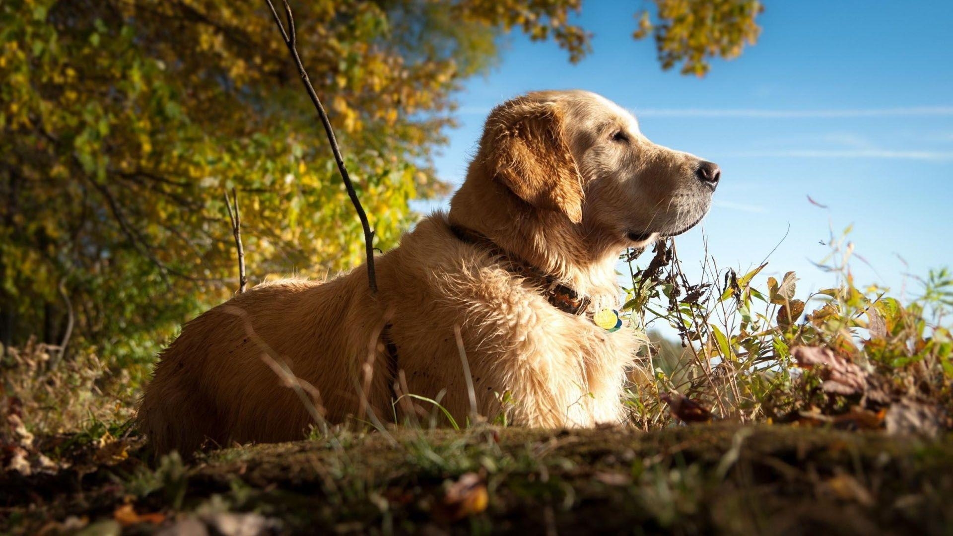 Labrador, Tier, Bild, Hintergrund, Hund, 1920x1080 Full HD Desktop