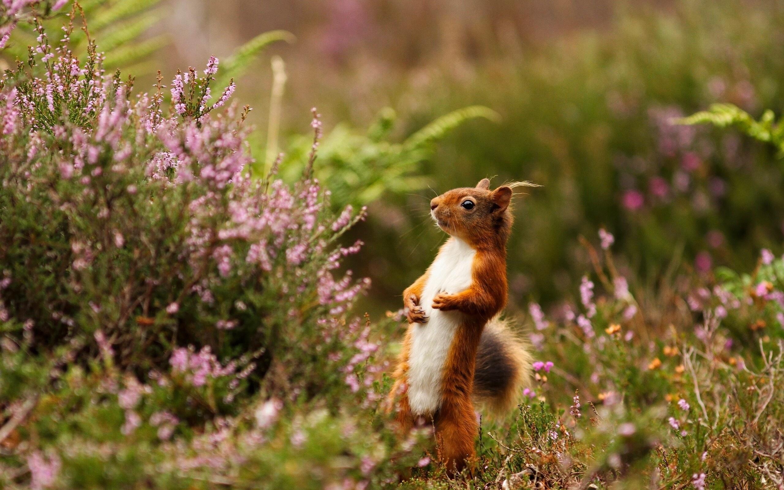 Eichhörnchen, 17 x 1600, Hintergrund, Natur, Tier, 2560x1600 HD Desktop