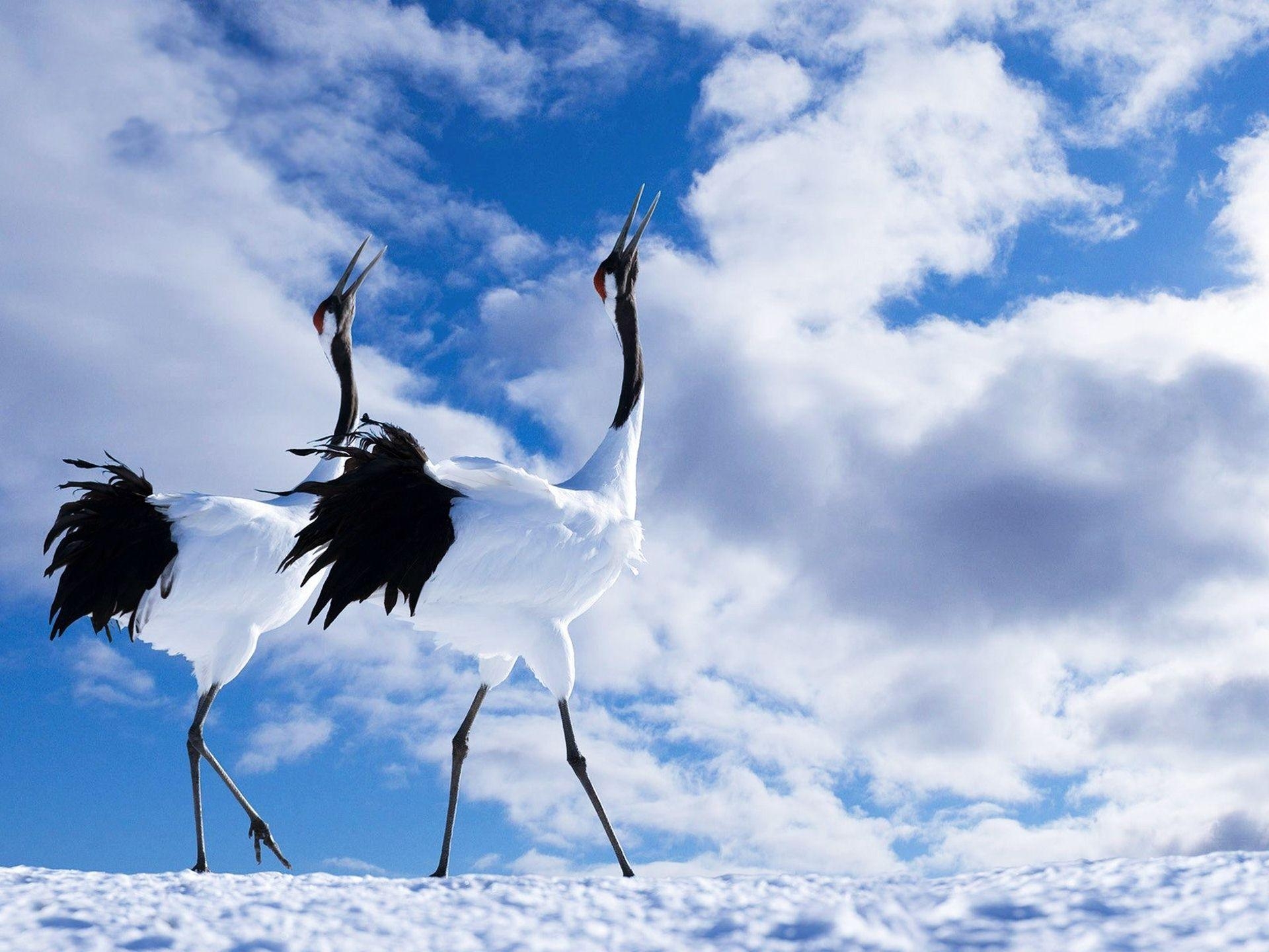 Schöner Kranich, Vogel, Natur, Hintergrund, Tiere, 1920x1440 HD Desktop