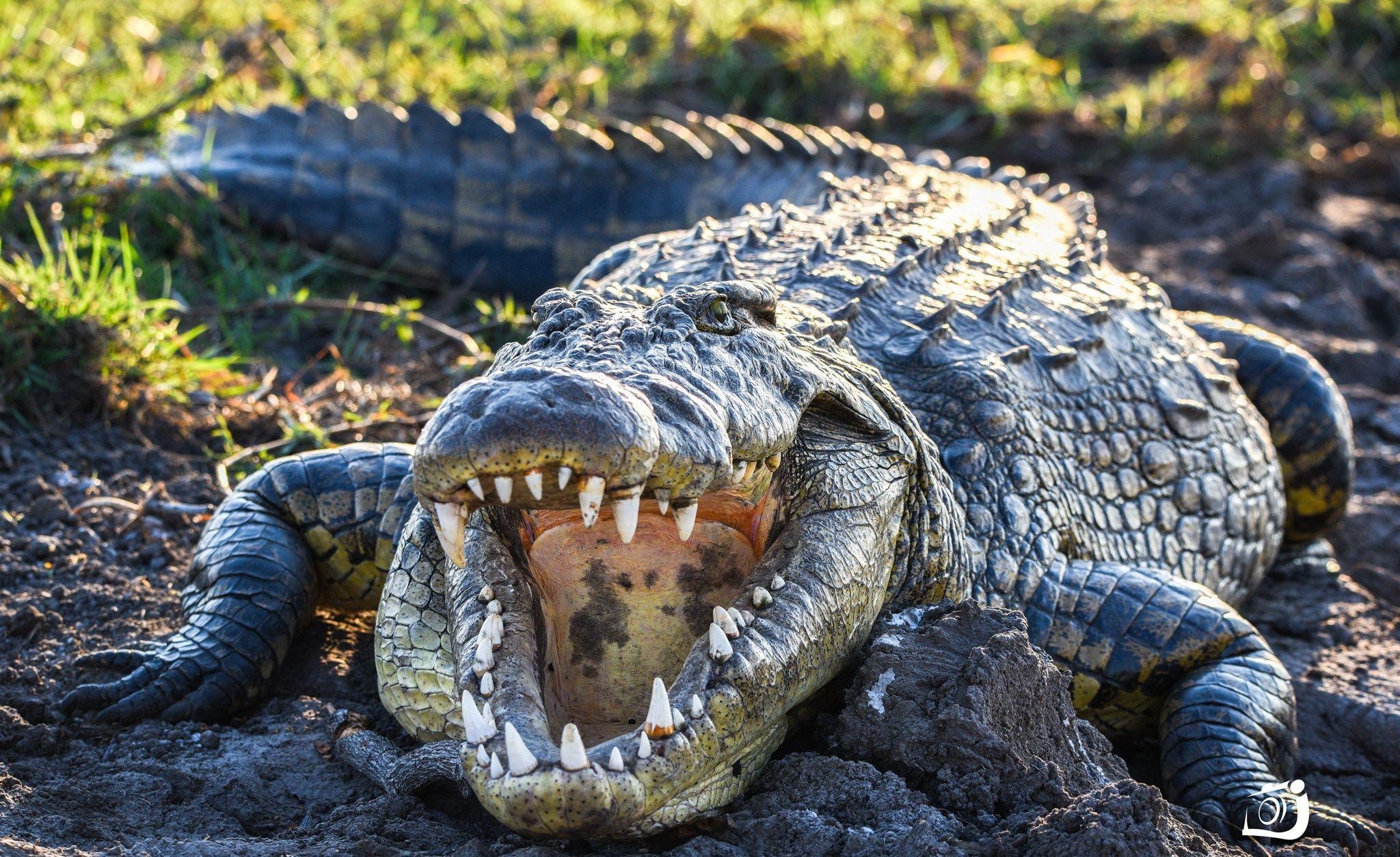 Glengrant, Krokodilszähne, Tiere, Krokodil, Wildtiere, 2050x1260 HD Desktop