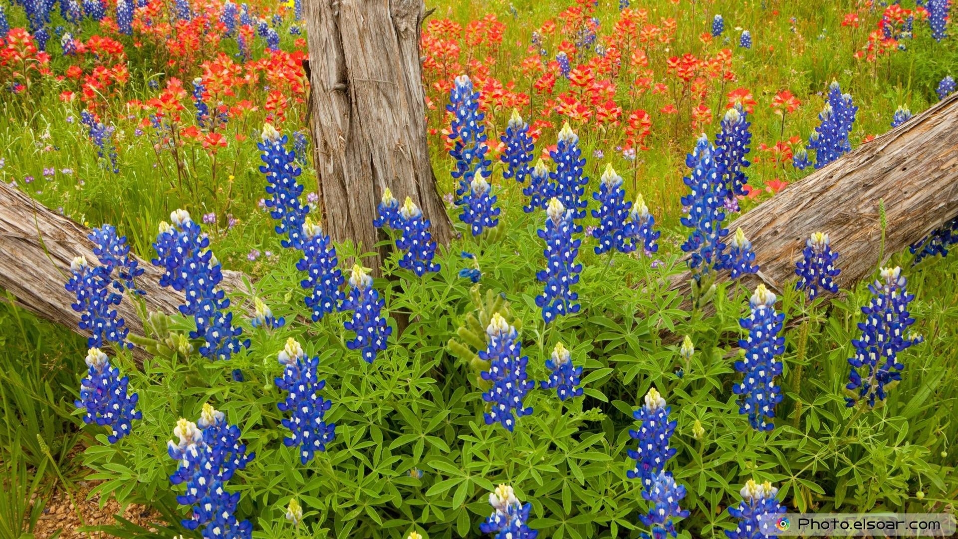 Lupine, Bluebonnet, Blühende Pflanze, Flora, Natur, 1920x1080 Full HD Desktop