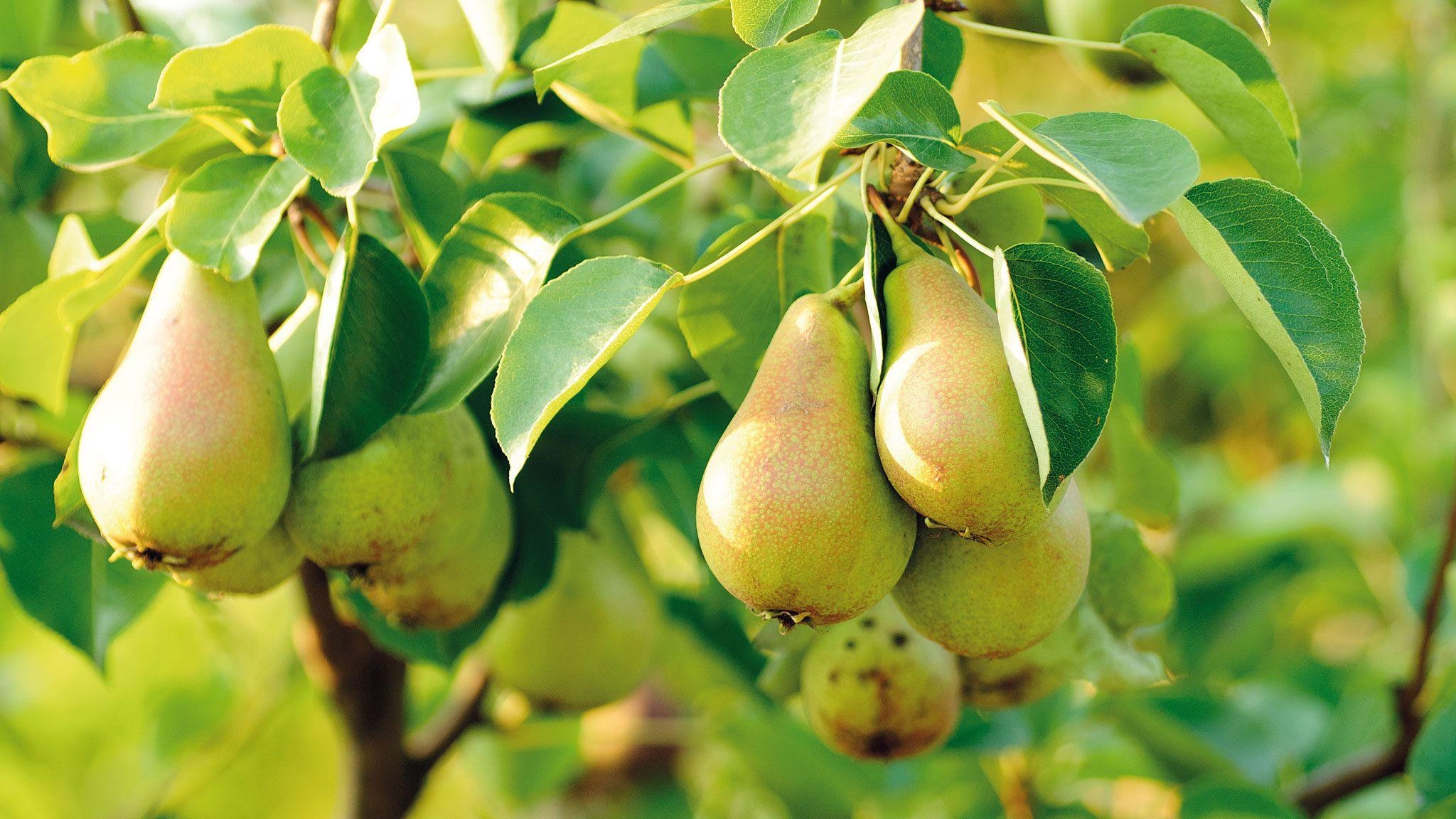 Birnbaum, Obstbaum, HD, Frucht, Itlcat, 2050x1160 HD Desktop