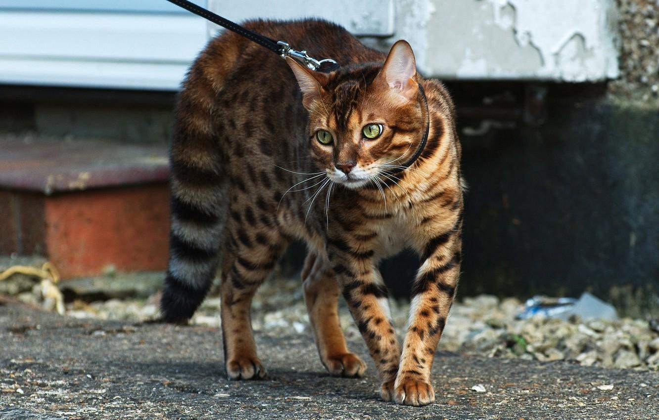 Bengalkatze, Farbe, Fotografie, Desktop, Tiere, 1340x850 HD Desktop