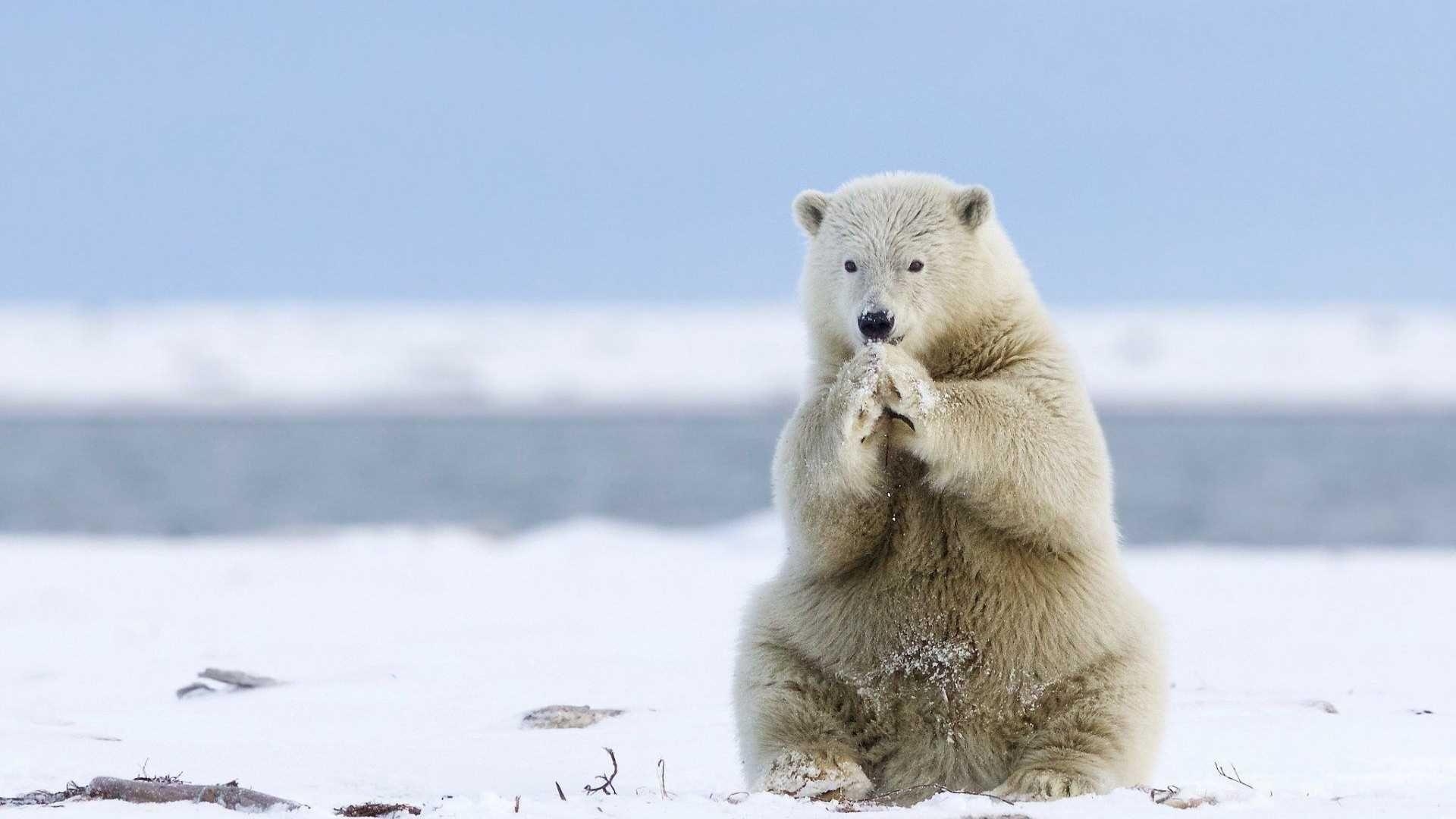 Tier, Eisbär, Hintergrund, Weißer Bär, Arktis, 1920x1080 Full HD Desktop