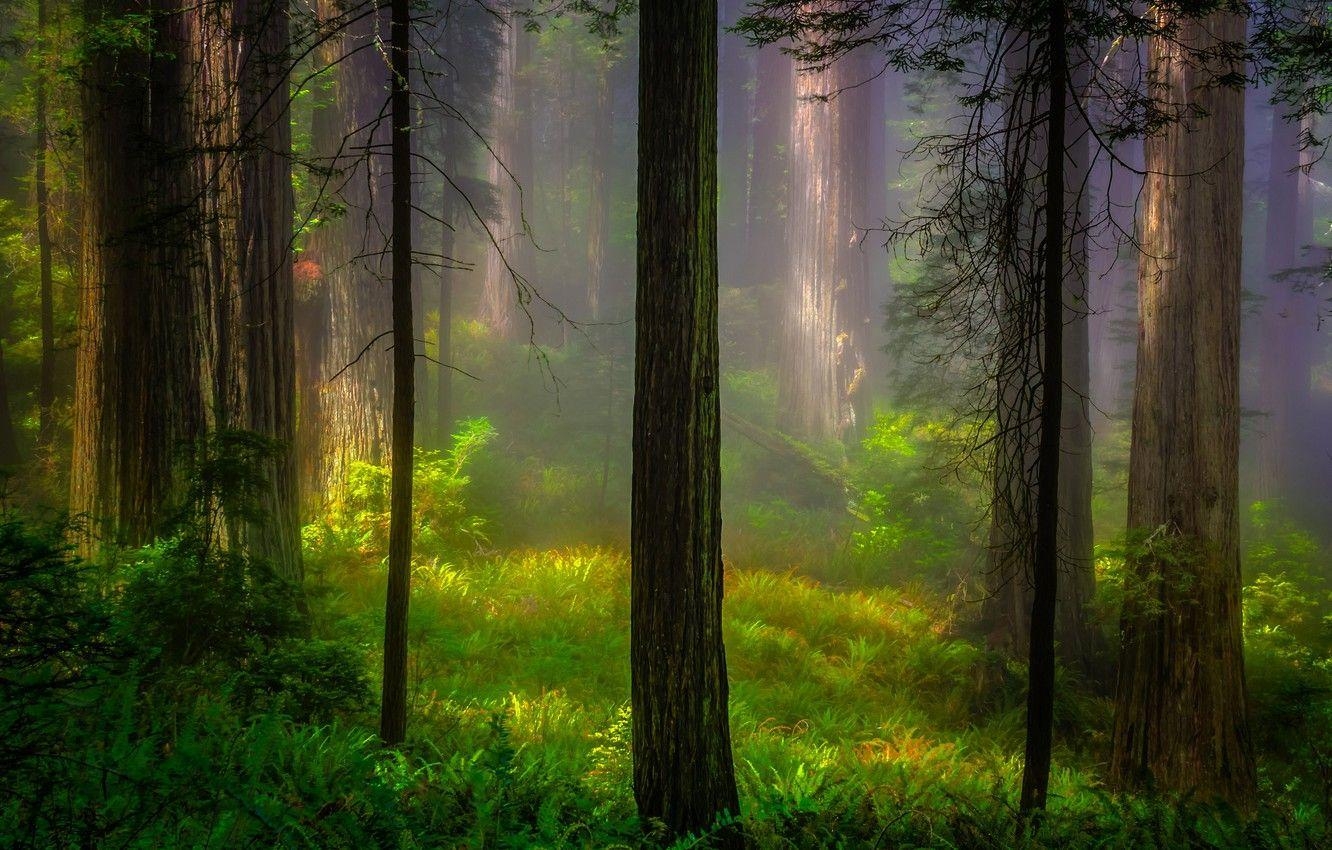 Waldlicht, Bäume, Natur, Morgen, Redwood, 1340x850 HD Desktop