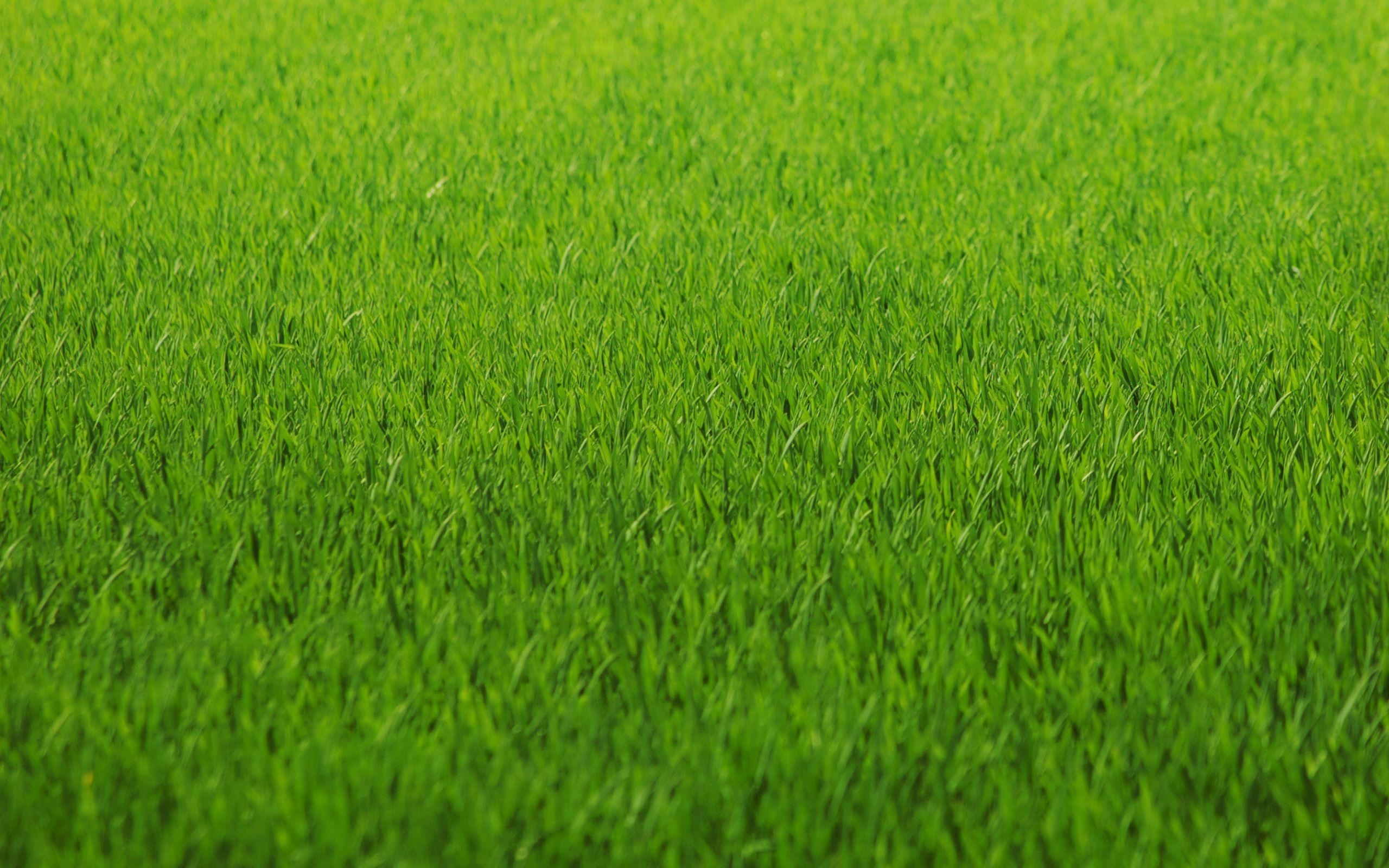 Kostenlos, Gras, Hintergrund, Qkt8n, Natur, 2560x1600 HD Desktop