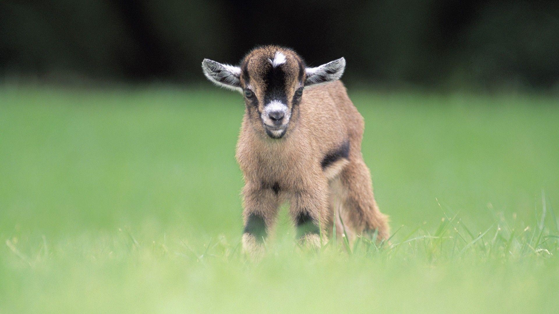 Babytiere, Tiere, Junge Tiere, Tierwelt, Kätzchen, 1920x1080 Full HD Desktop