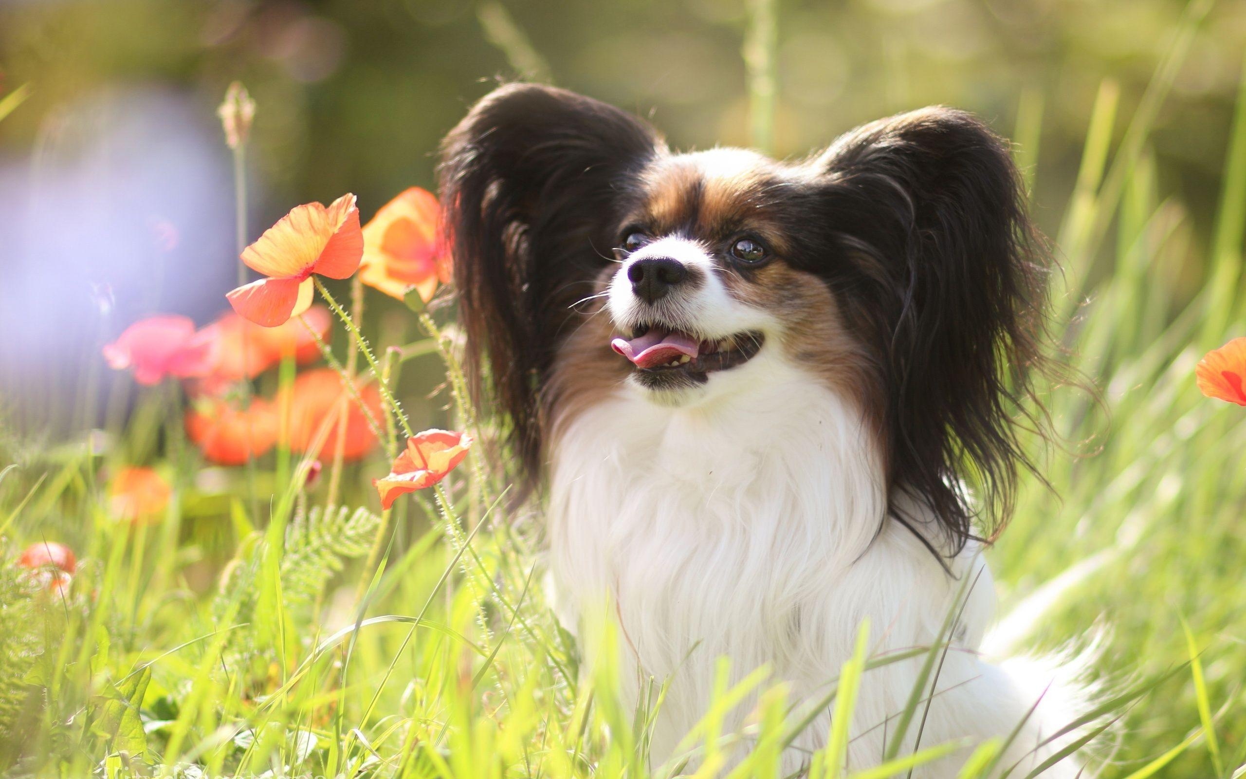 Continental Toy Spaniel, Papillon, Phalene, Haustiere, 2560x1600 HD Desktop