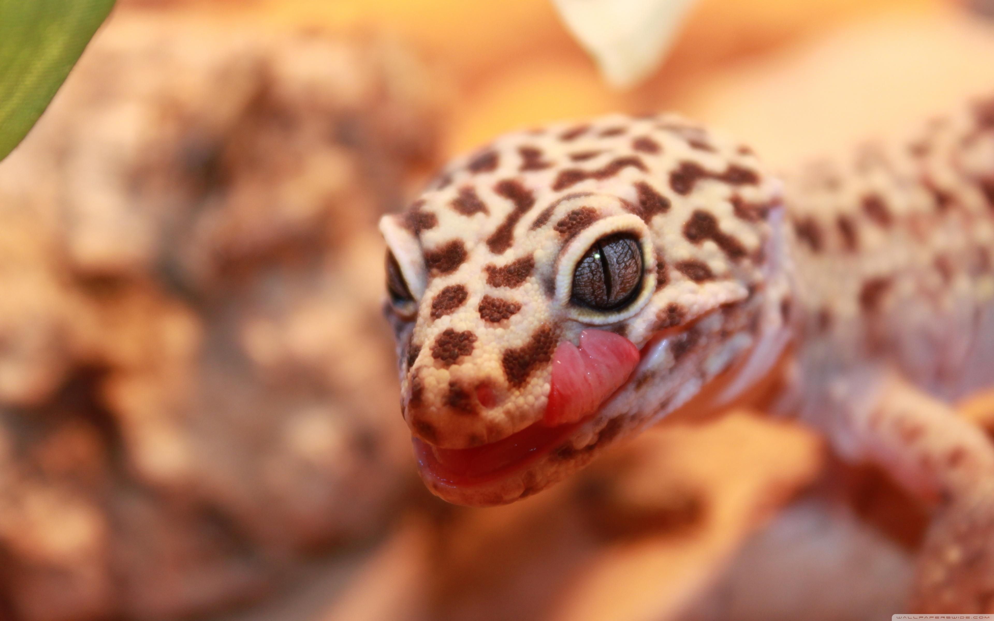 Gecko Leopard, 4K, HD, Hintergrund, Reptil, 3840x2400 4K Desktop