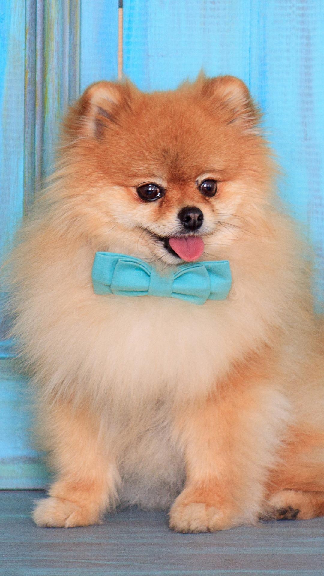 Pomeranian, Niedlich, Android, Hintergrund, Tier, 1080x1920 Full HD Handy