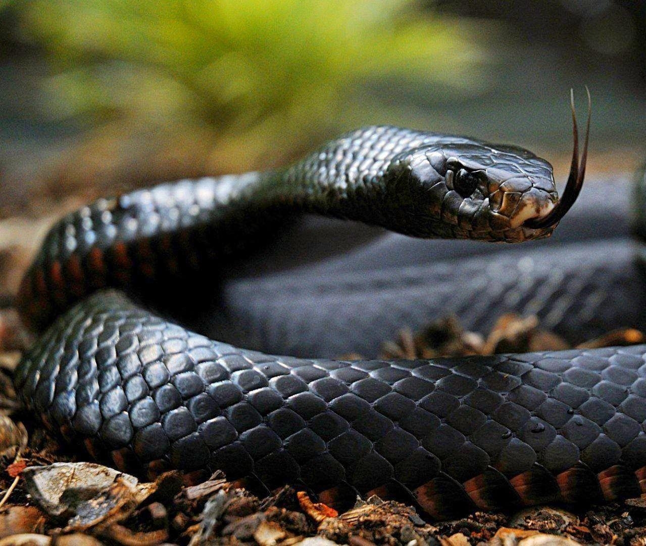 Schwarze Mamba, Königskobra, HD, Reptil, Gifttier, 1280x1080 HD Desktop