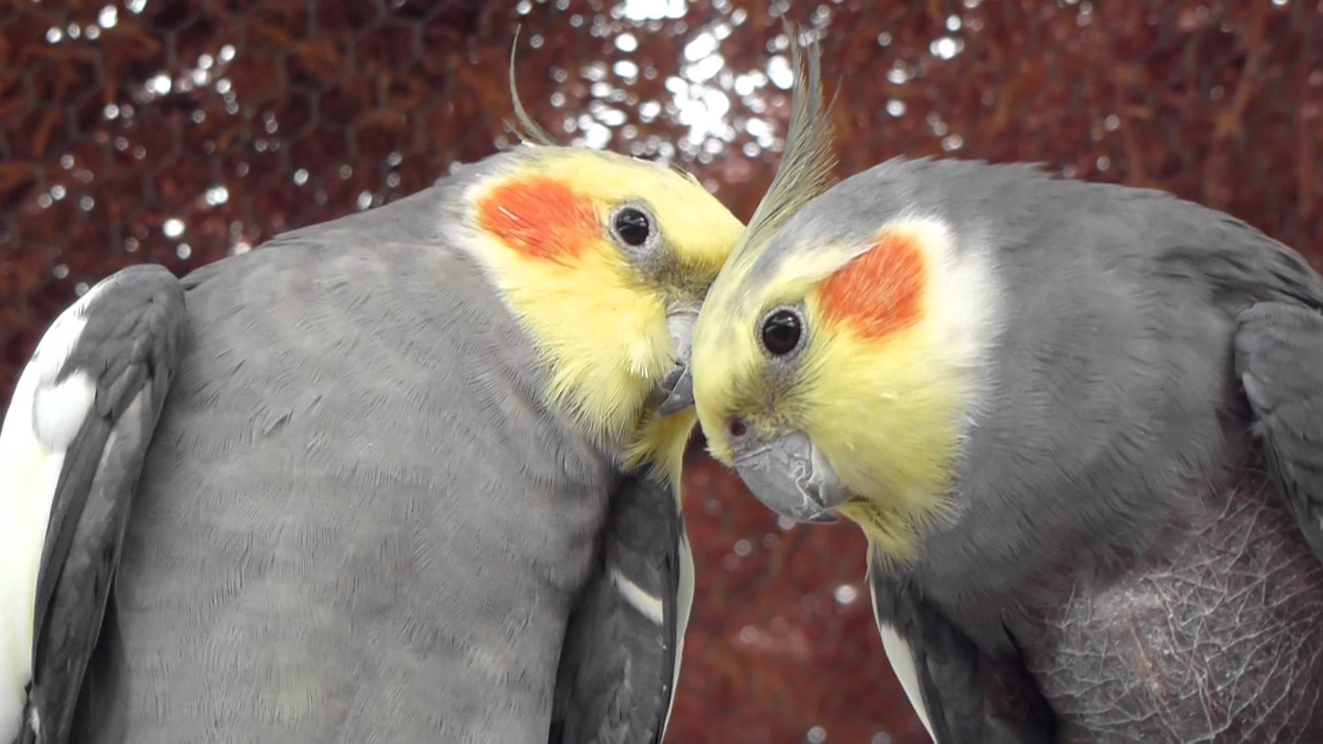 Nymphensittich, Bildersammlung, Wallpaper, Vogelarten, Haustiere, 1920x1080 Full HD Desktop