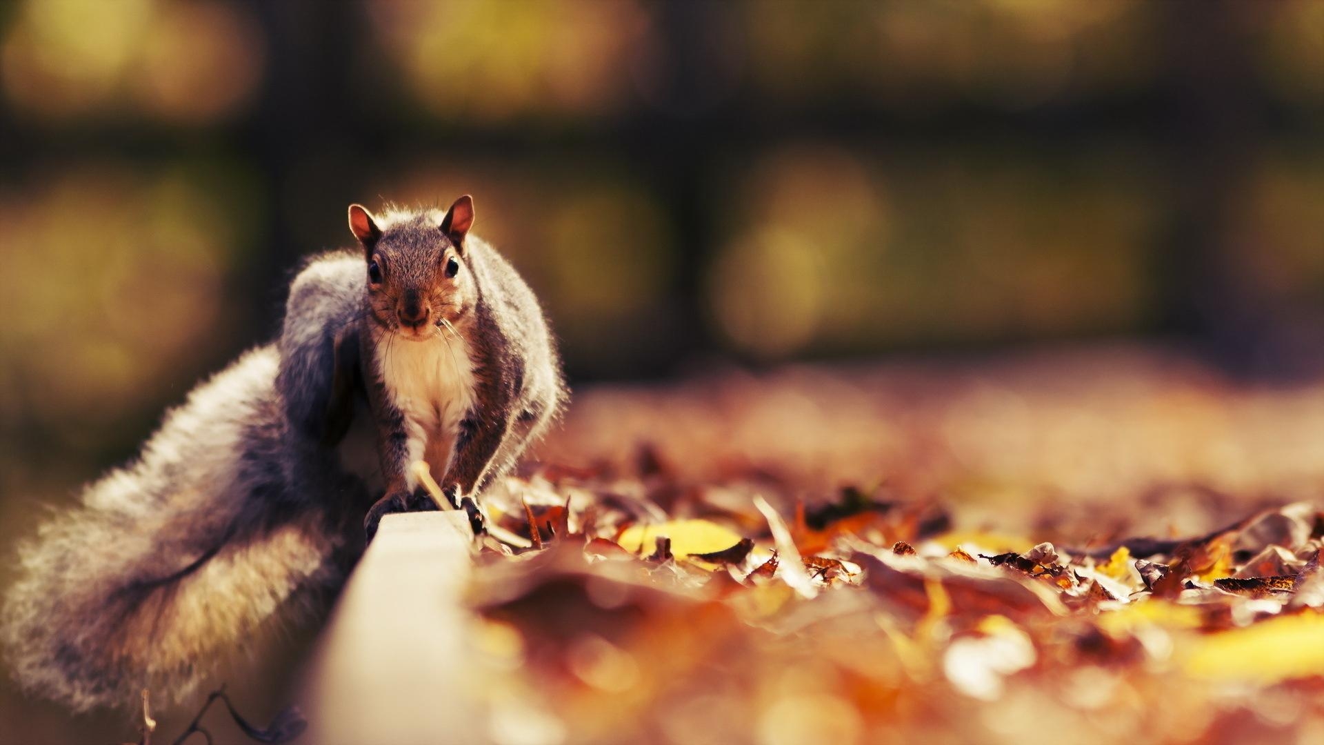 Eichhörnchen, Tiere, Wallpaper, Beste, 1920x1080 Full HD Desktop