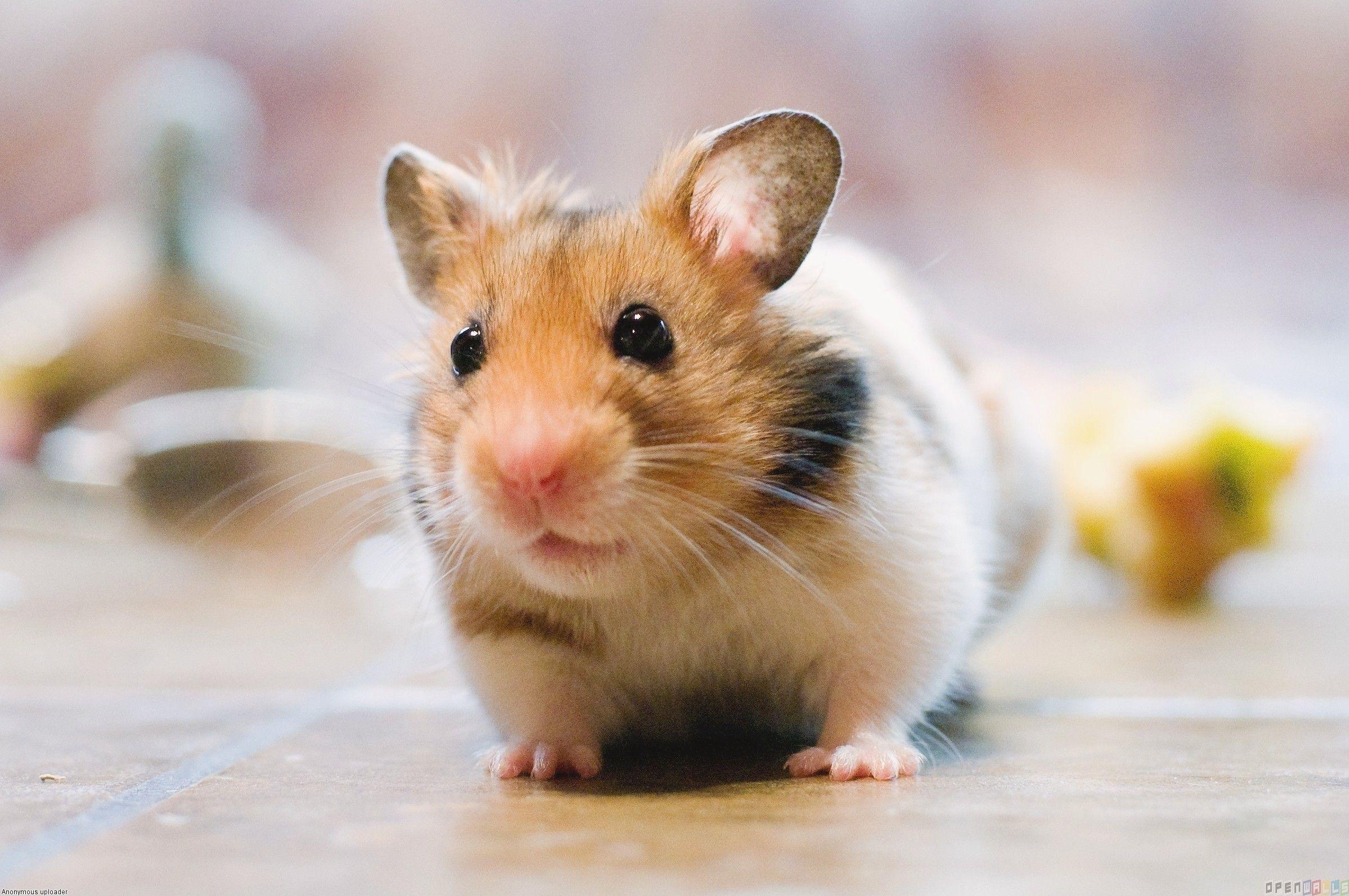 Hamster, 13 x 1593, Hintergrund, Niedliches Nagetier, Tierfoto, 2400x1600 HD Desktop