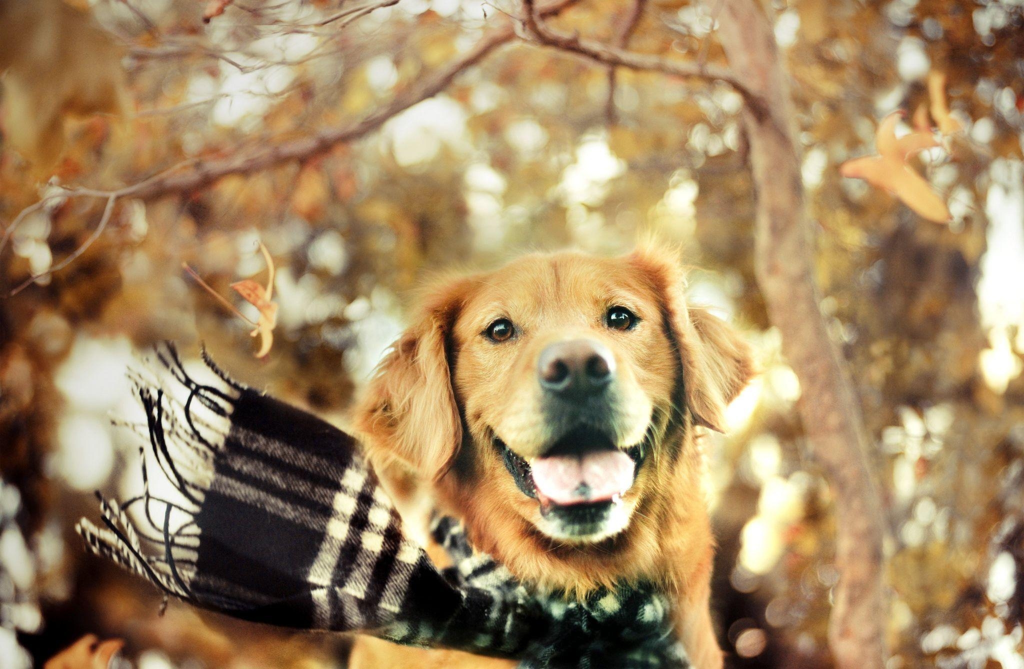 HD, Golden Retriever, Hund, Hintergrund, Tier, 2050x1340 HD Desktop