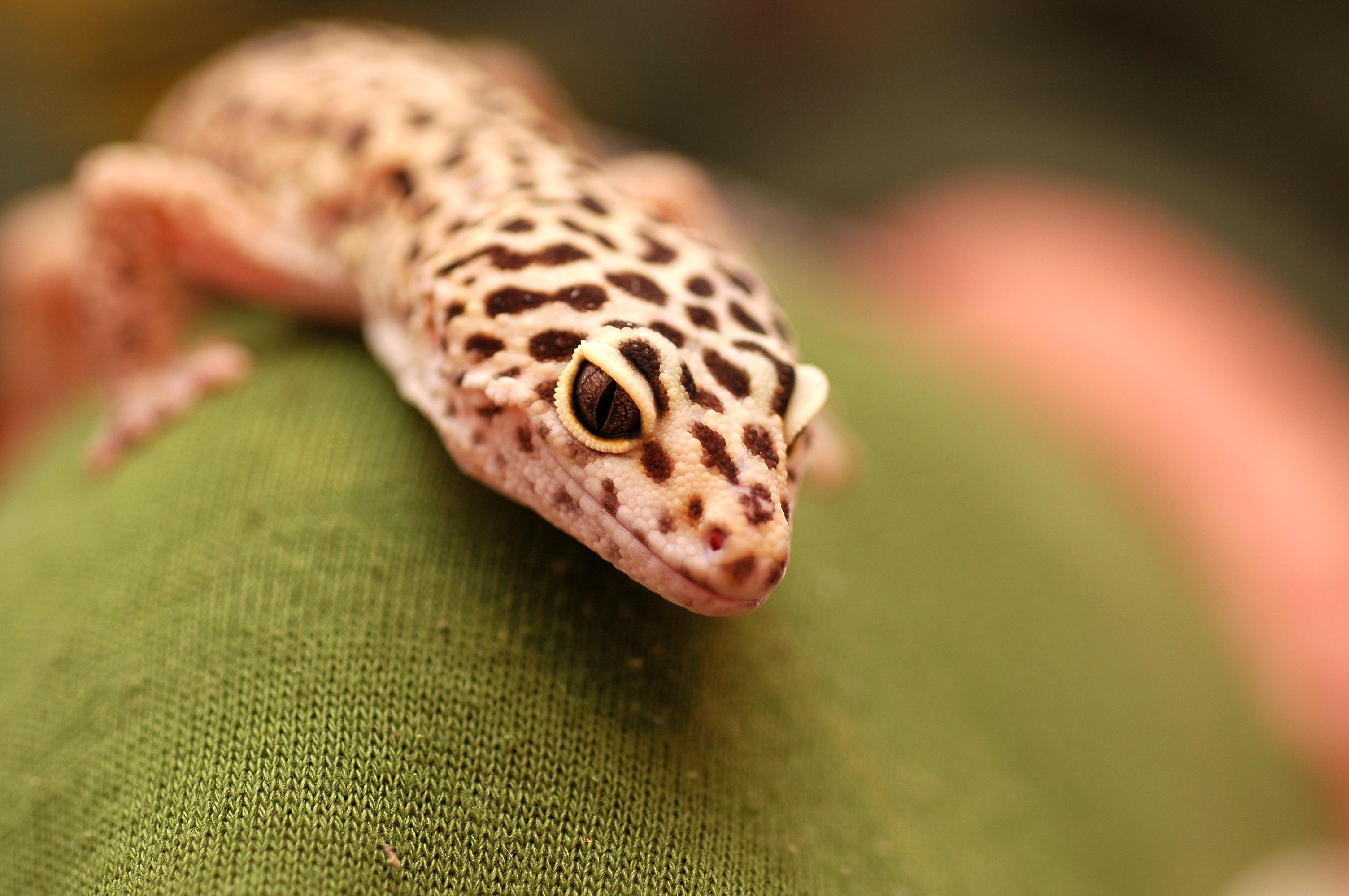 Gecko 15x2000 Bild Reptil, 3010x2000 HD Desktop