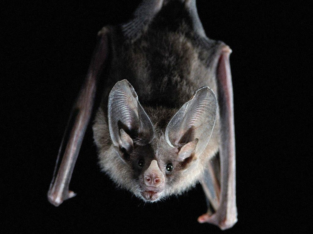 Fledermaus, Tier, Natur, Nacht, Wallpaper, 1030x770 HD Desktop