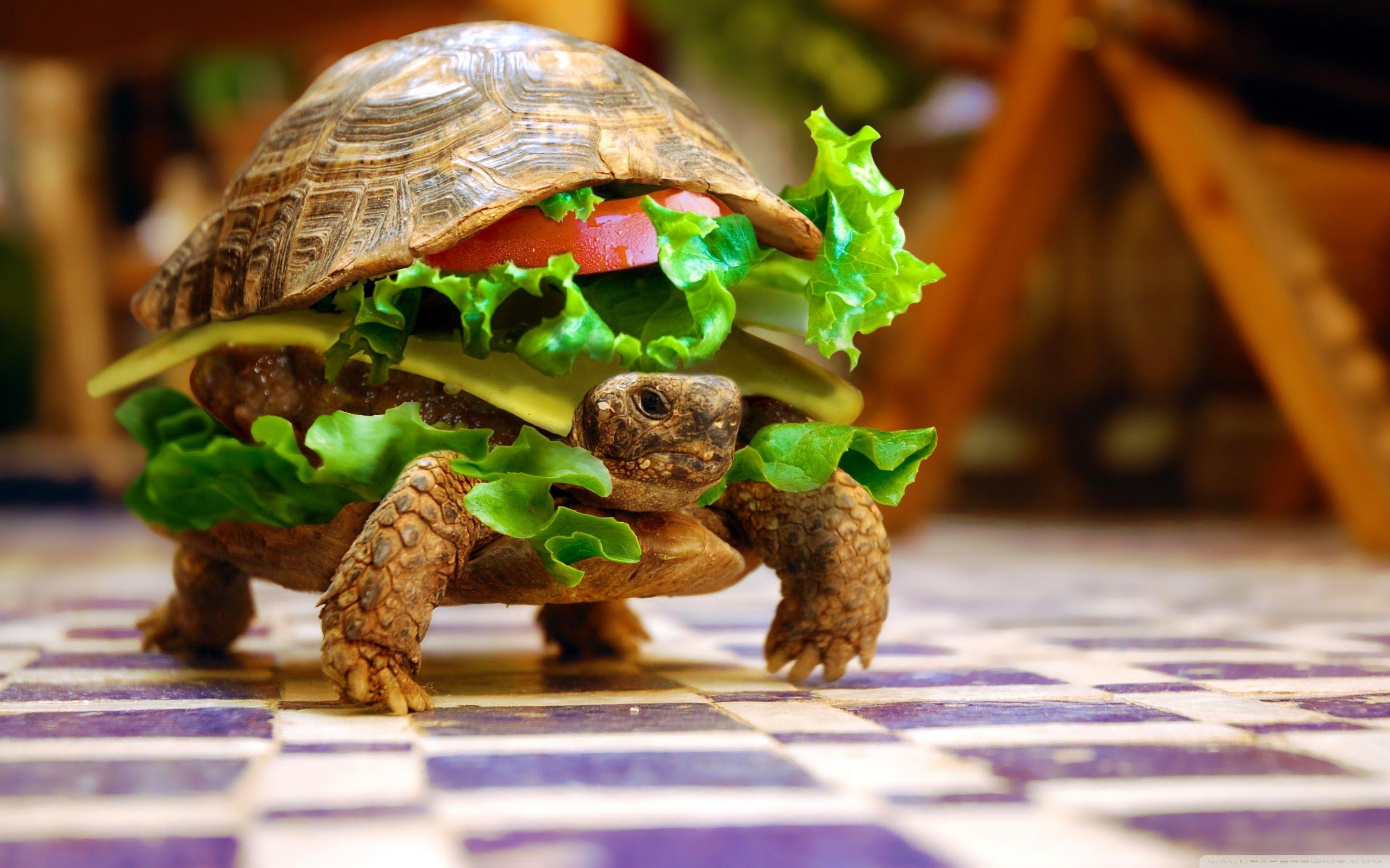 Käse Turtle Burger, K23, 4K, HD, Desktop, 2880x1800 HD Desktop