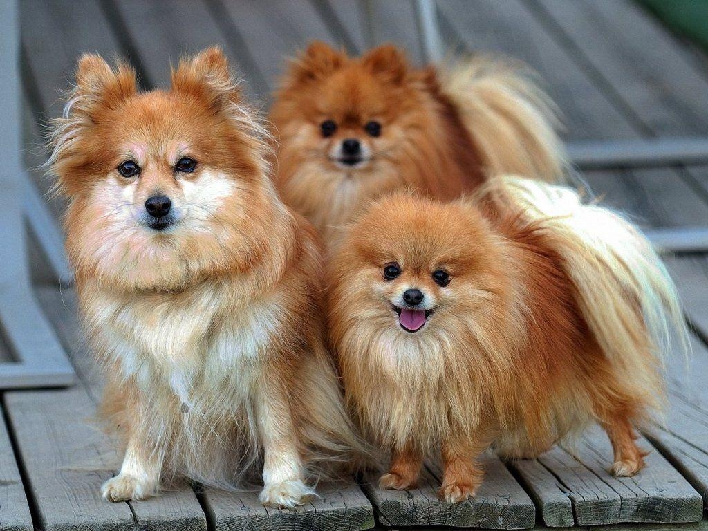 Drei Pomeranians, Hunde, Tiere, Hintergrund, Schön, 1030x770 HD Desktop