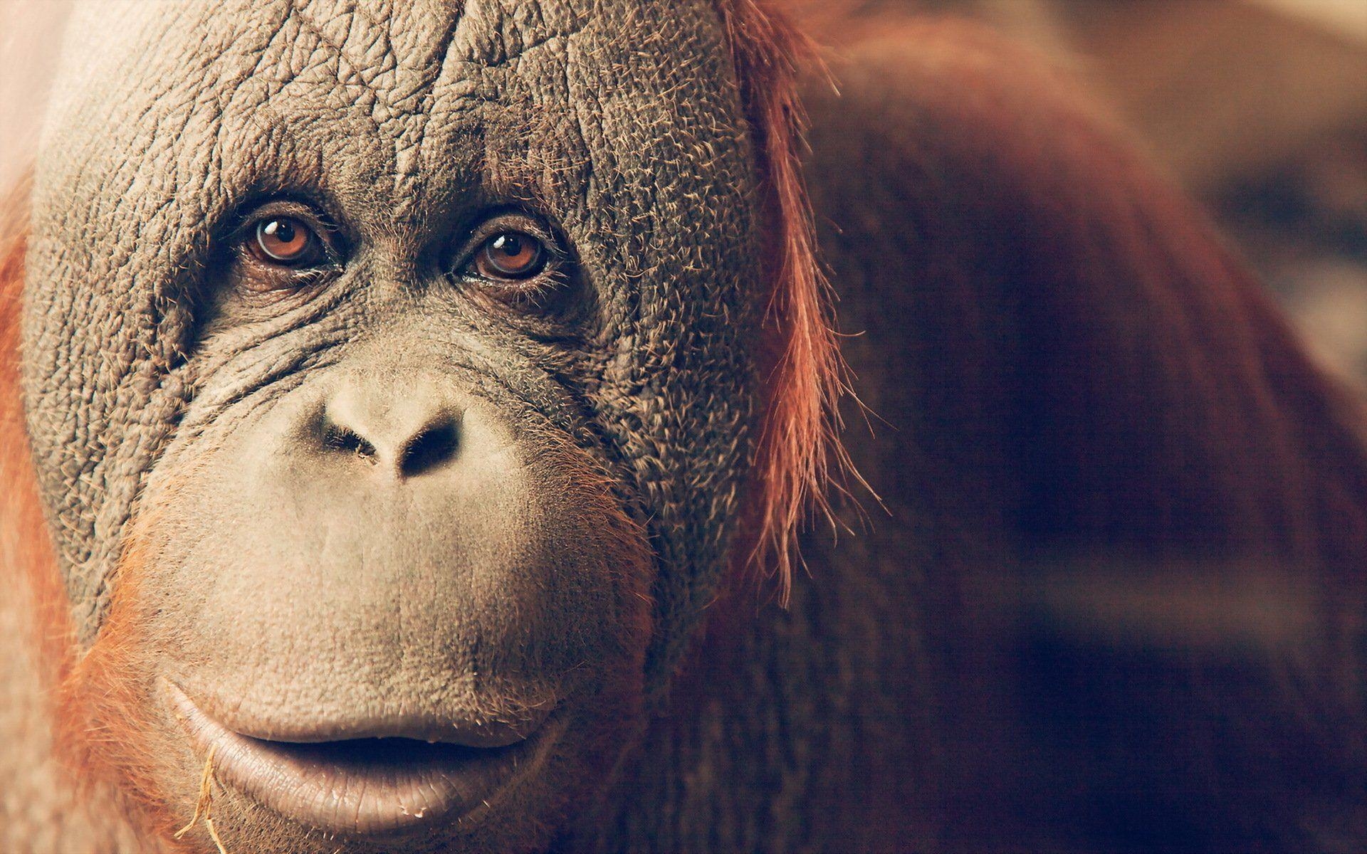 Orang-Utan, Tiere, HD-Bild, Hintergrund, Natur, 1920x1200 HD Desktop