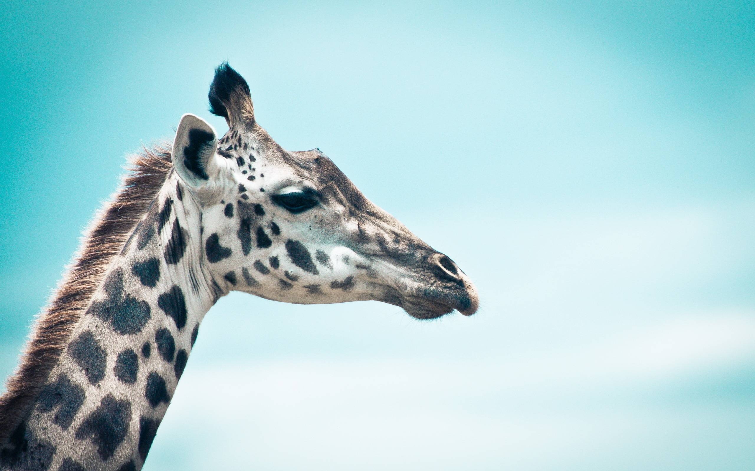 Giraffe, 3x1600, Tiere, HD, Hintergrund, 2560x1600 HD Desktop