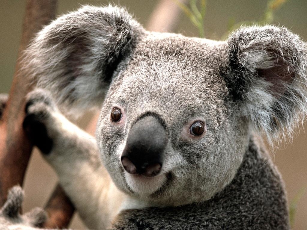 Koala, Windows 7, Tier, Australien, HD, 1030x770 HD Desktop