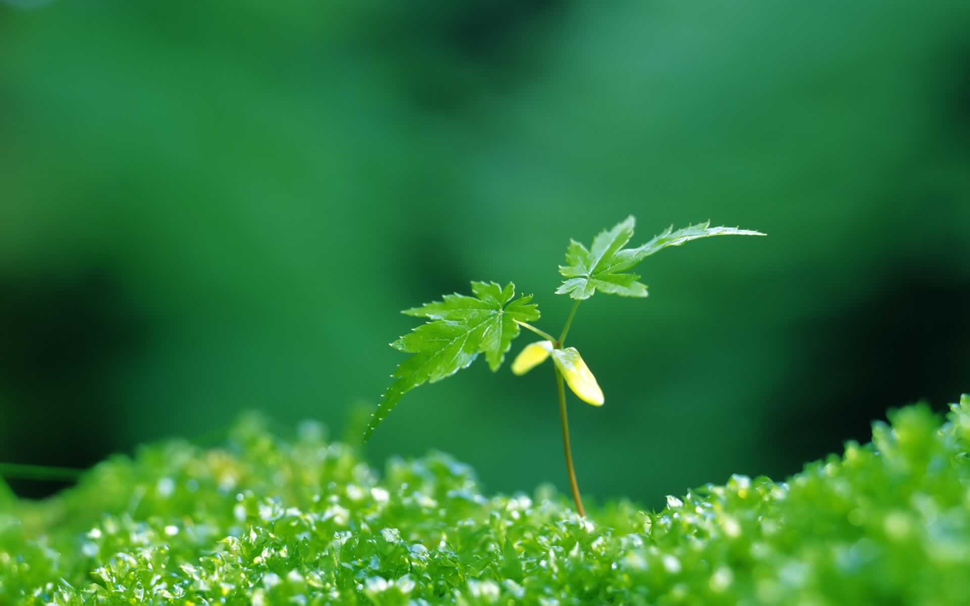 Frühling, Natur, 15914px, Erblühen, Schönheit, 1920x1200 HD Desktop