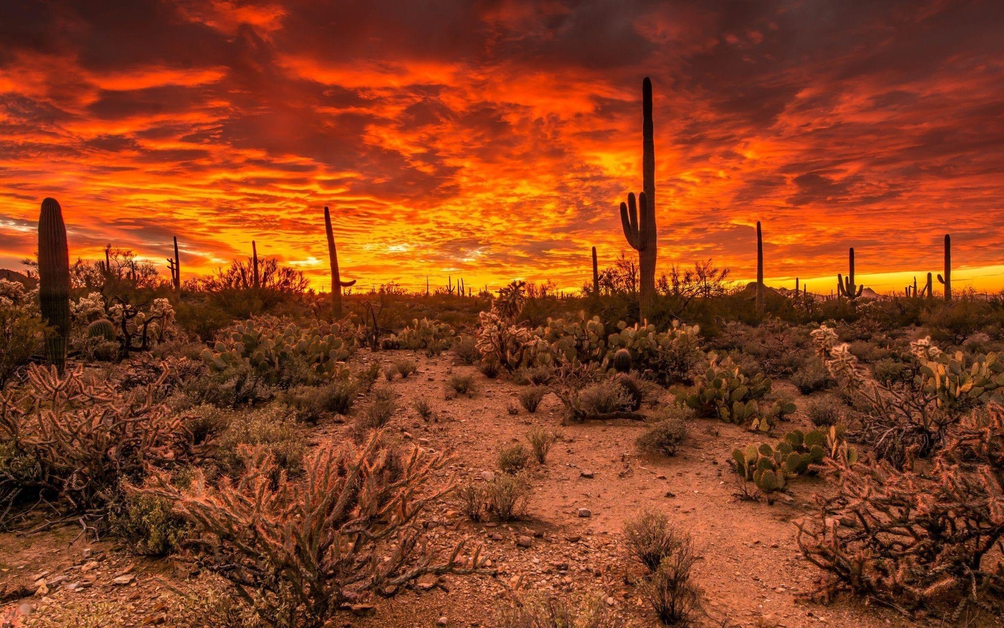 Sonnenuntergang, Tucson, Saguaro, Wüste, USA, 2050x1280 HD Desktop