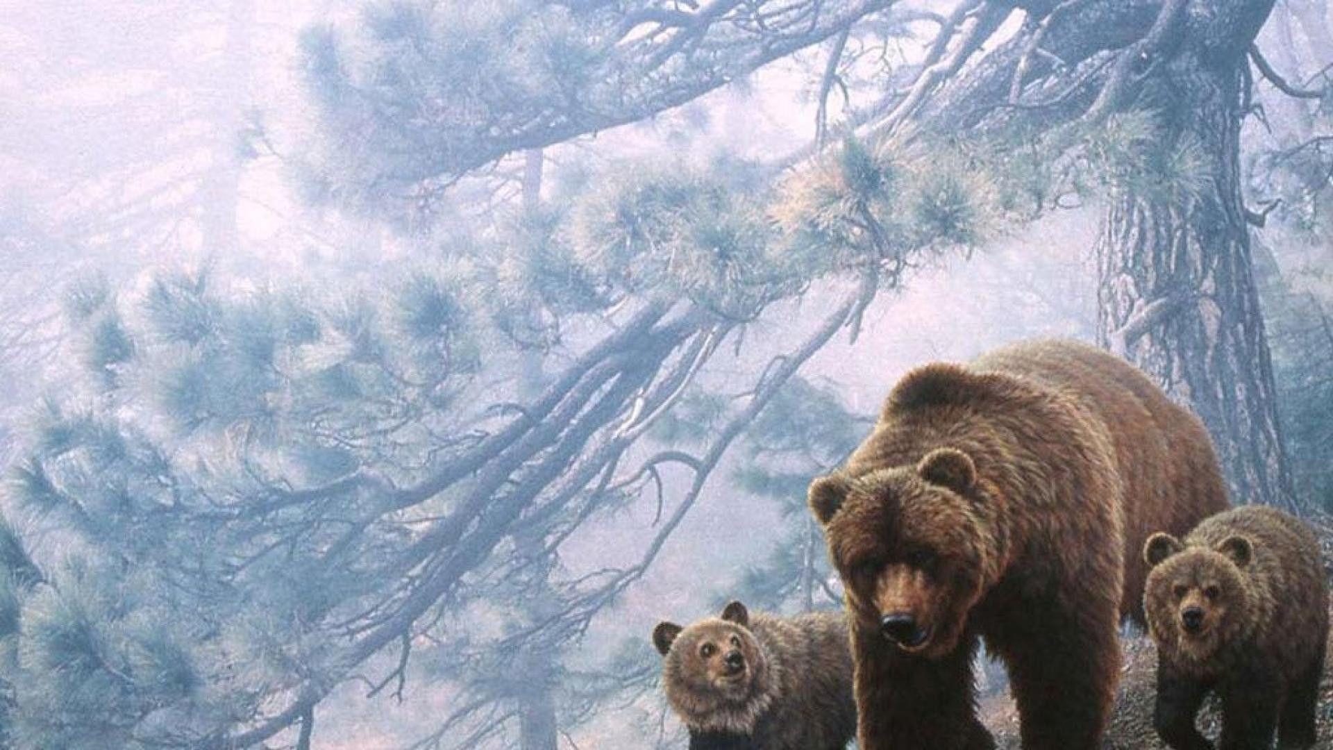 Grizzlybär, Tiere, Diamant, Braunbär, Natur, 1920x1080 Full HD Desktop