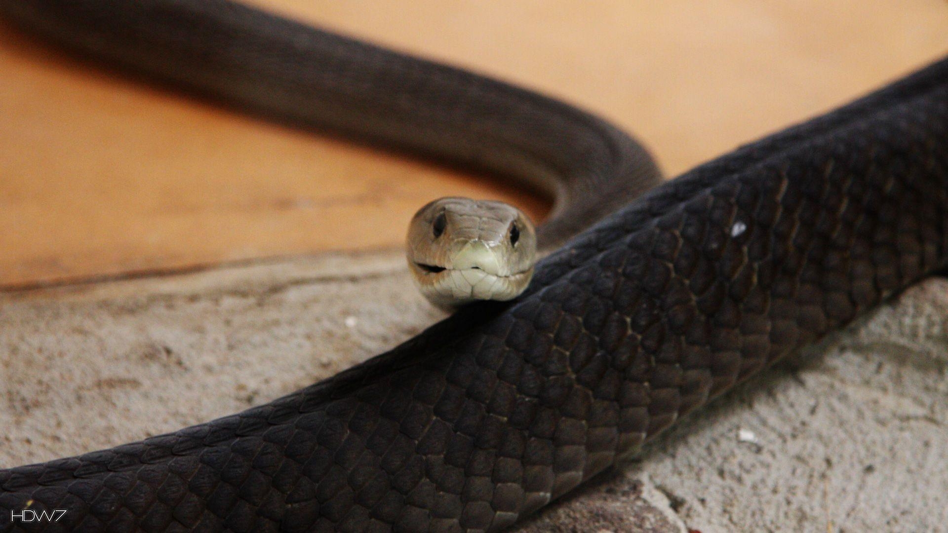 Schwarze Mamba, Afrikas tödlichste Schlange, Galerie, HD, Reptilien, 1920x1080 Full HD Desktop