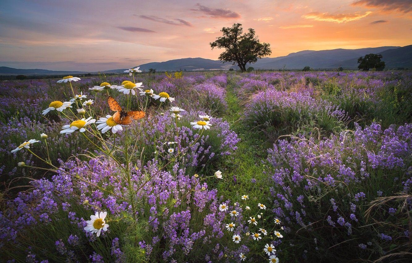 Bulgarien, Feld, Sonnenuntergang, Blumen, Berge, 1340x850 HD Desktop