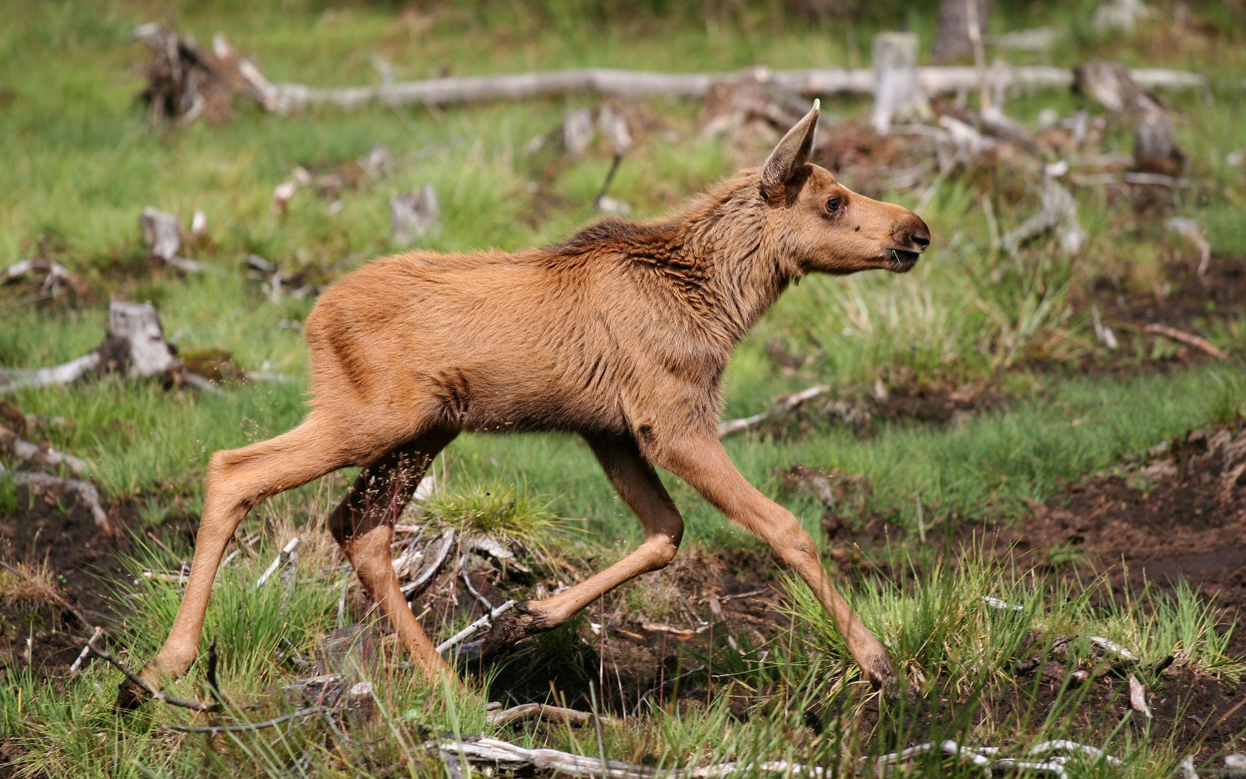 Baby Elch, Jungtier, Tierwelt, Nordamerika, Schutz, 2560x1600 HD Desktop