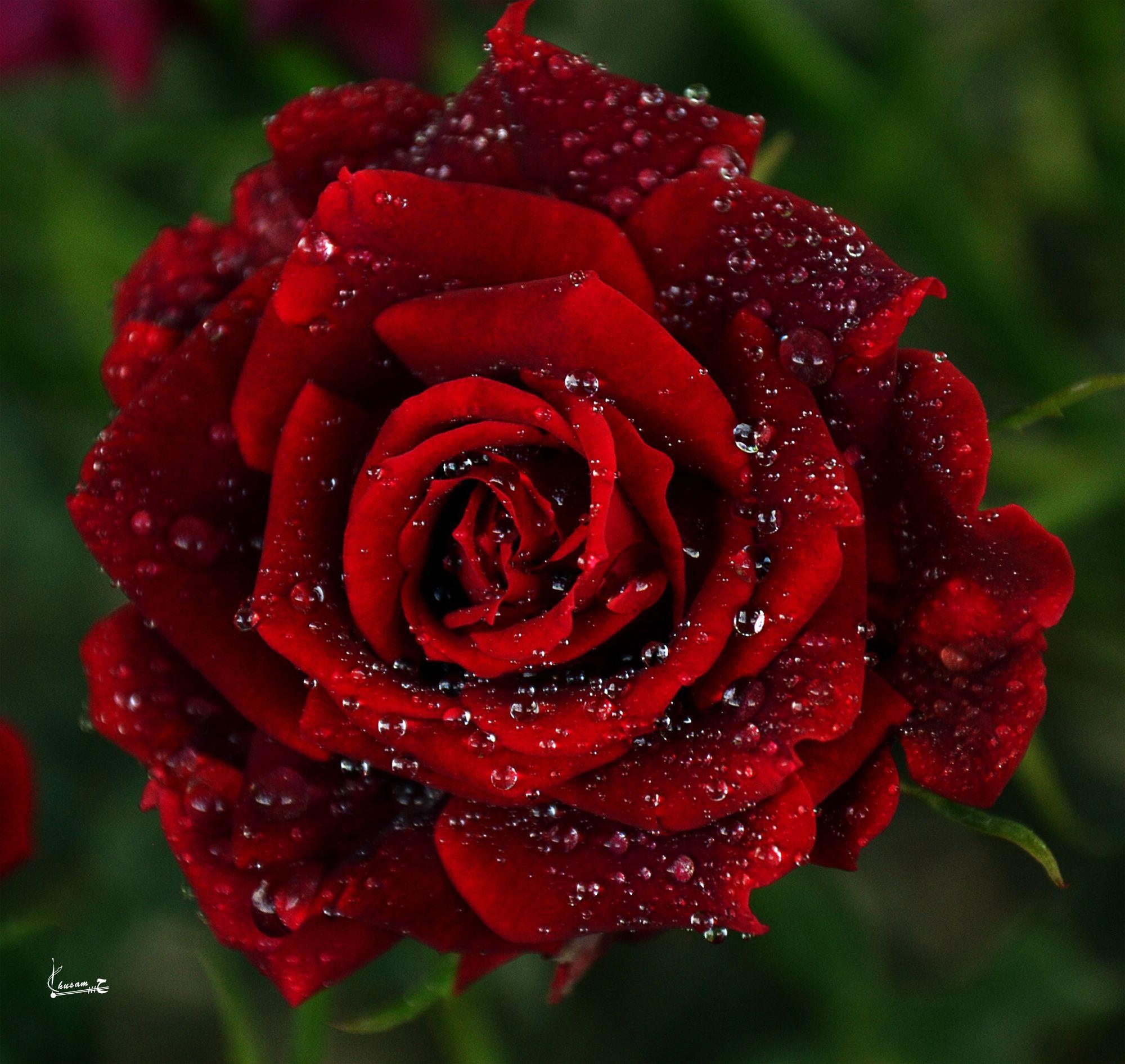 Rote Rose, Desktop, Gruppe, Natur, schön, 2000x1900 HD Desktop