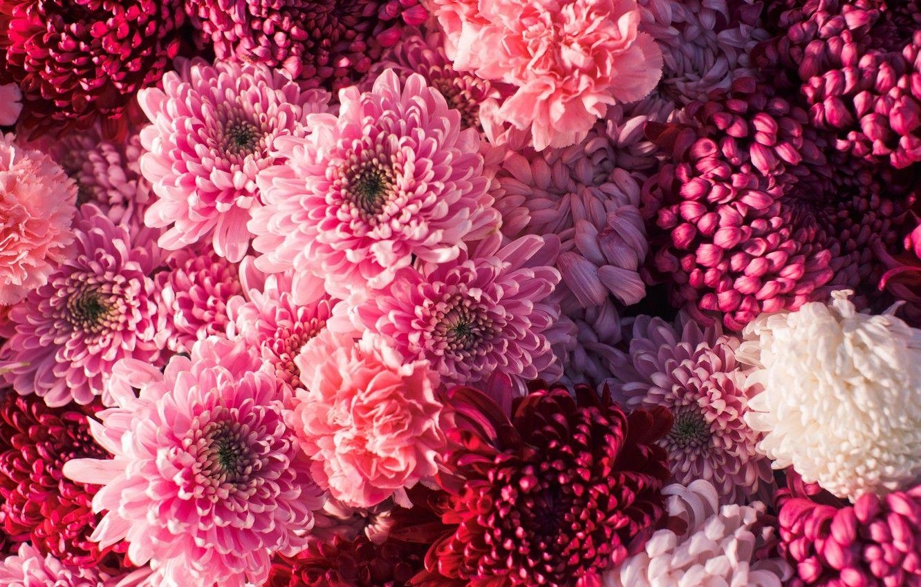 Chrysantheme, Rot, Pink, Blumen, Bild, 1340x850 HD Desktop