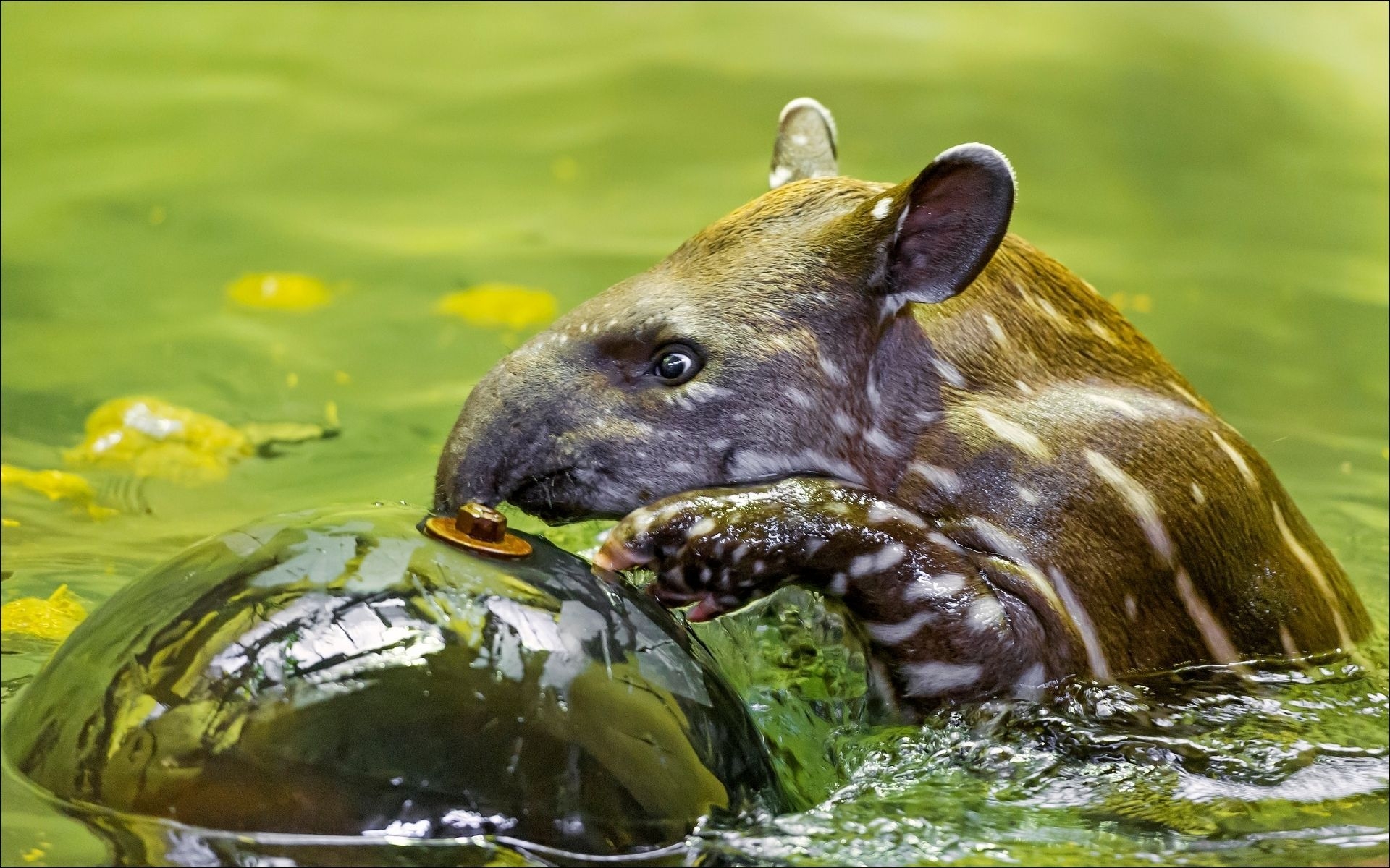 Tier, Tapir, HD, Foto, Bild, 1920x1200 HD Desktop