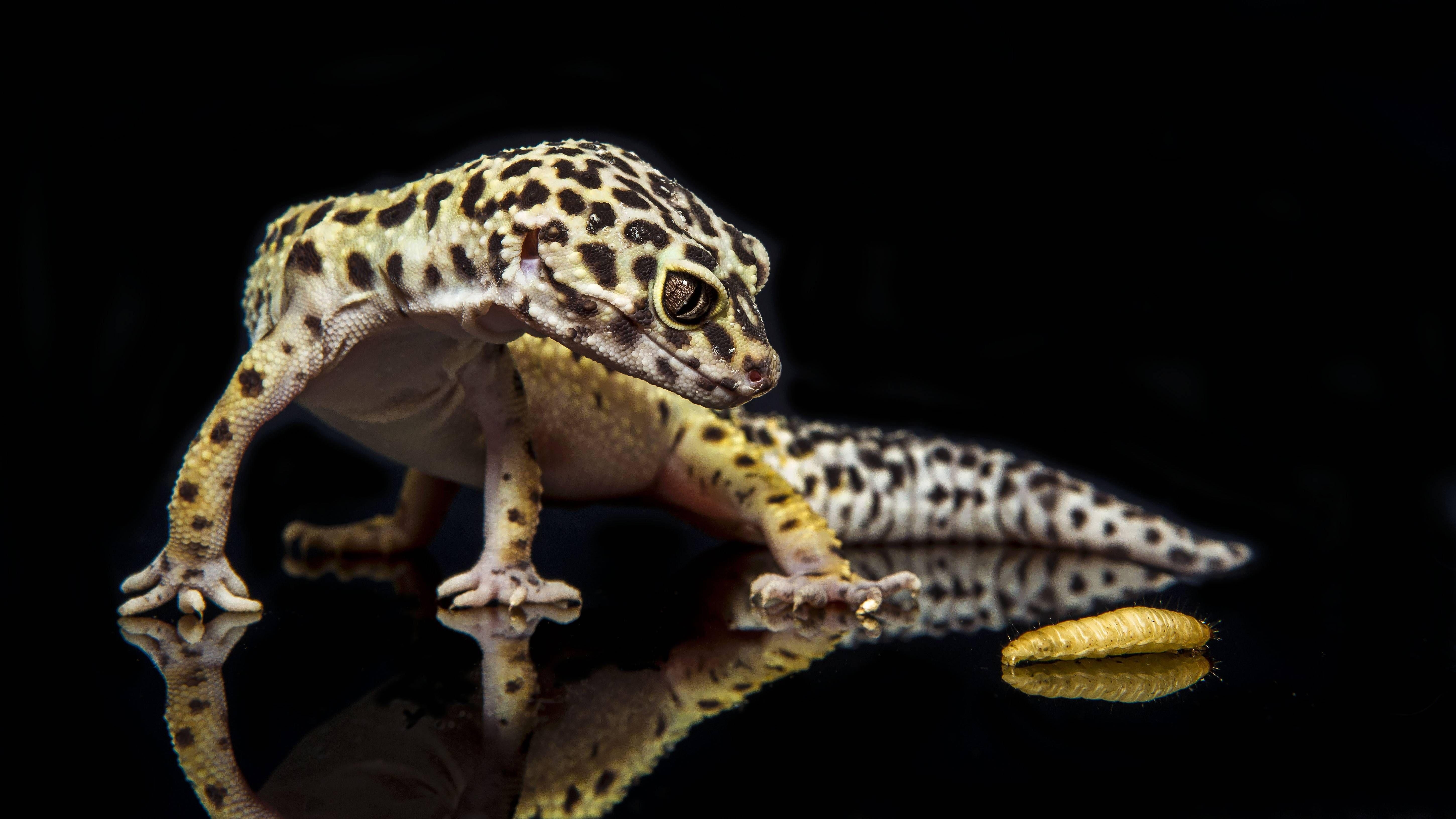 Leopardgecko Lebensdauer Fütterung Lebenszyklus Geckos, 5800x3270 4K Desktop