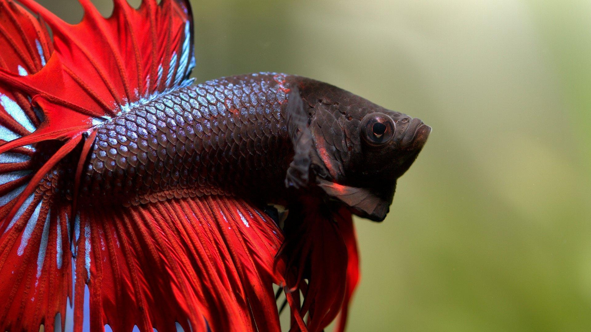 Betta Fisch, HD, Farben, Exotisch, Meer, 1920x1080 Full HD Desktop