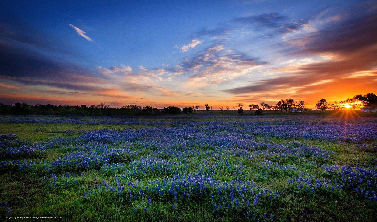 Texas, Bluebonnet, Hintergrund, kostenlos, Landschaft, 1600x950 HD Desktop