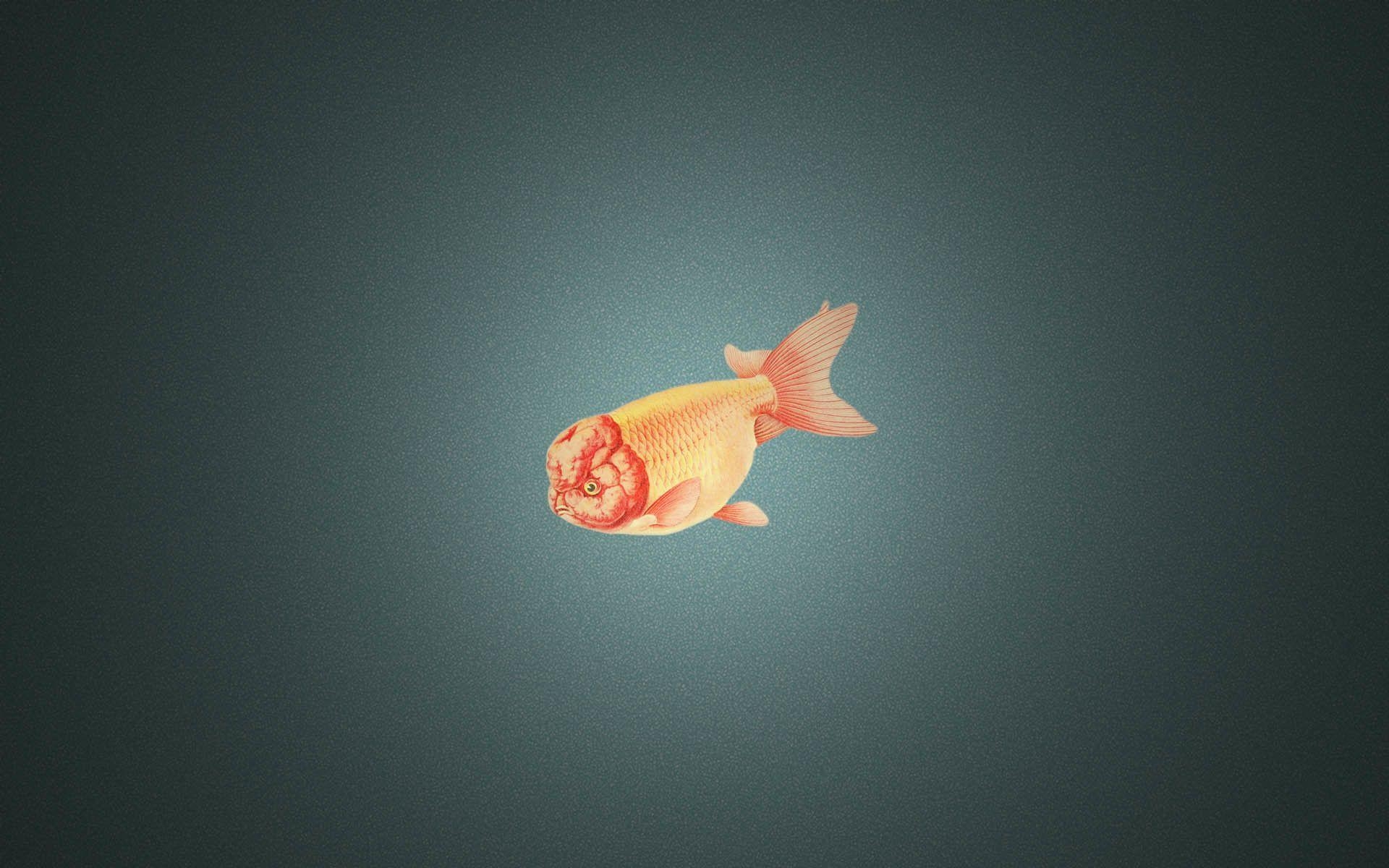 Goldfisch, Tier, Wallpaper, Aquarium, Natur, 1920x1200 HD Desktop