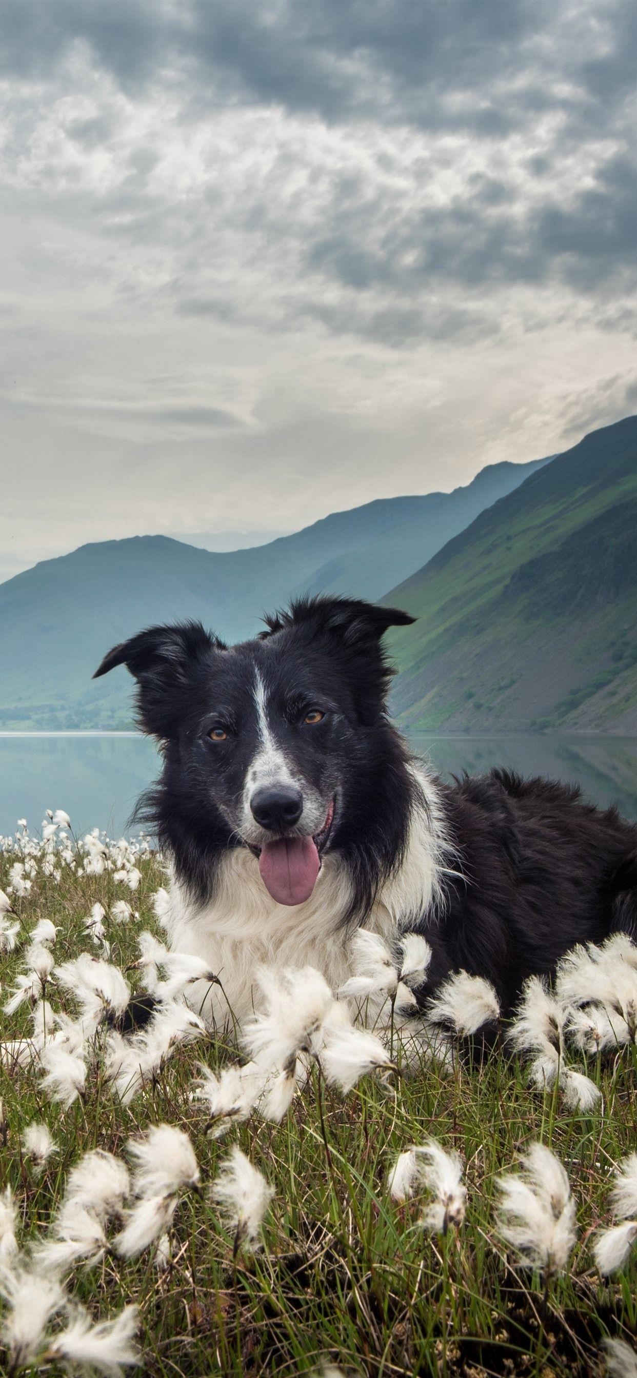 Border Collie, Hund, weiße Blumen, See, Berge, 1250x2690 HD Handy