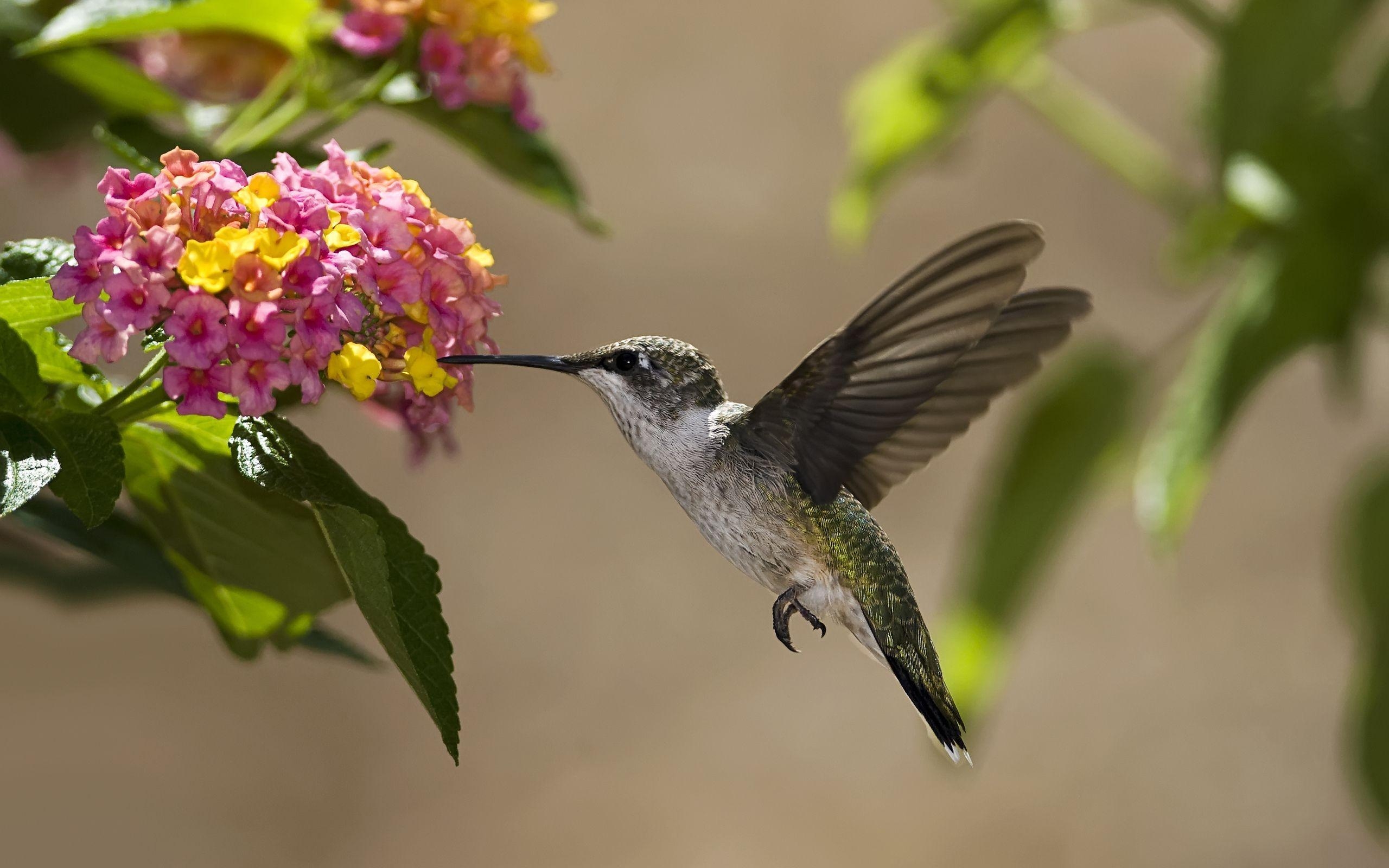 Kolibri, HD, Flügel, Blume, Vogelwelt, 2560x1600 HD Desktop