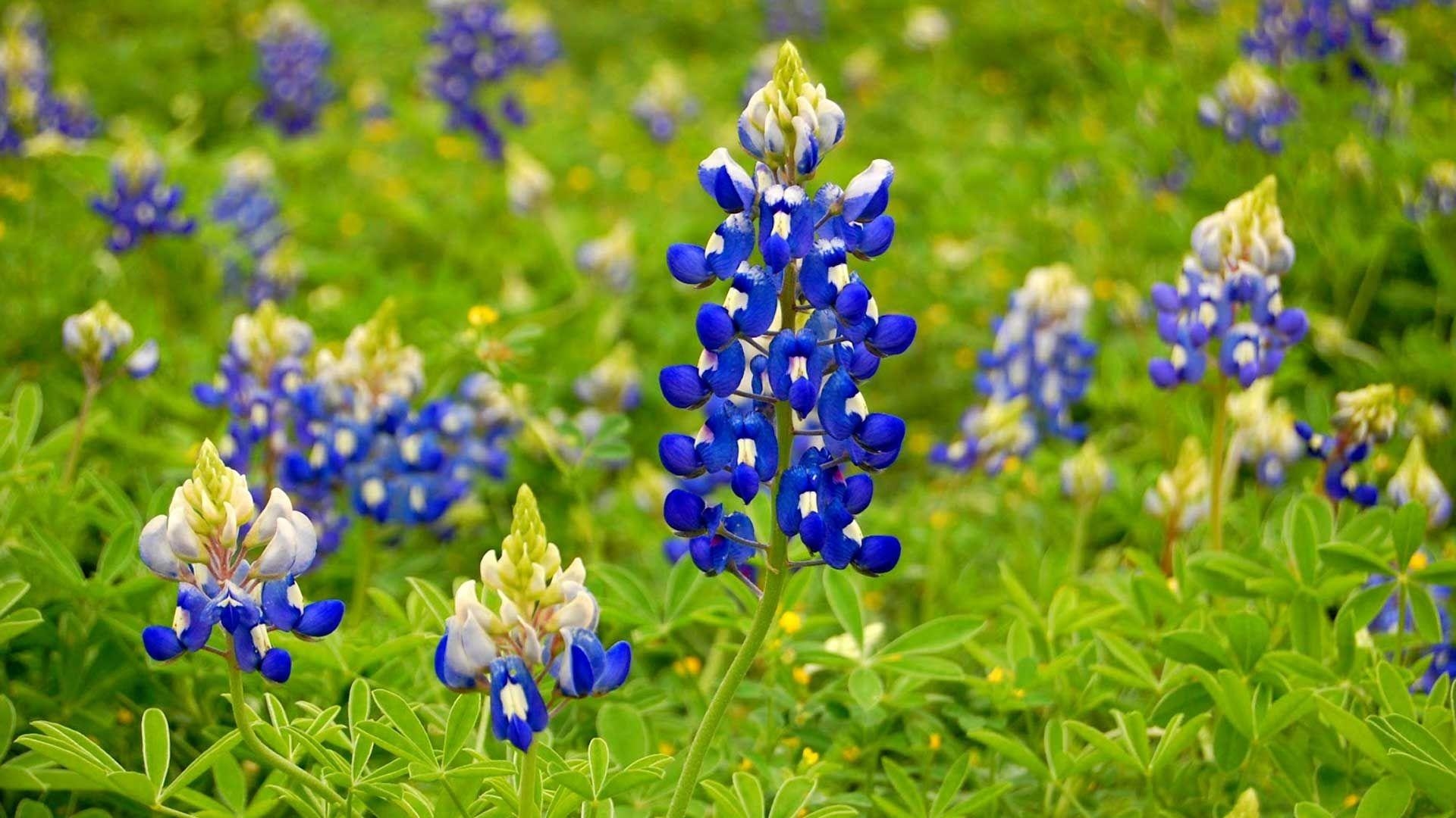 Bluebonnet, Natur, Bild, Blume, Texas, 1920x1080 Full HD Desktop