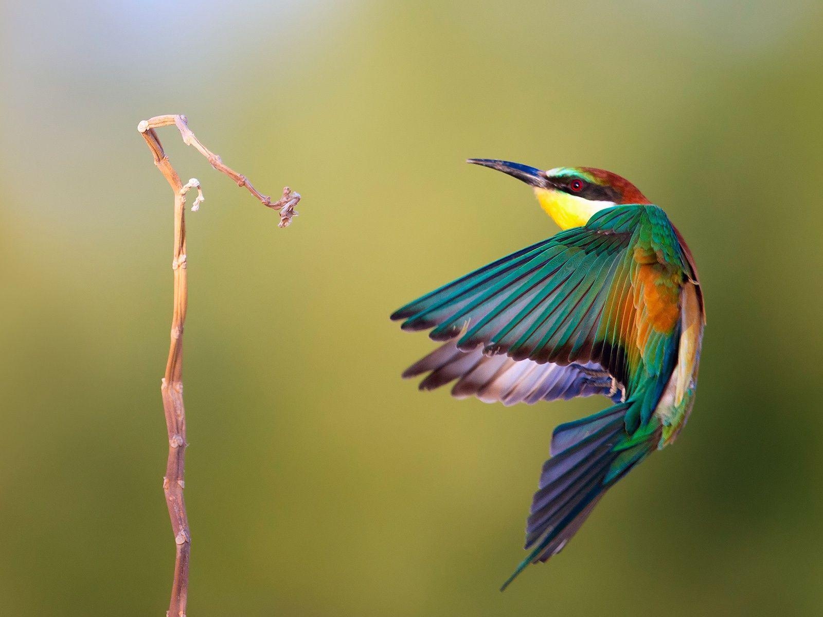 Eisvogel, HD, Farben, Tierreich, Vögel, 1600x1200 HD Desktop