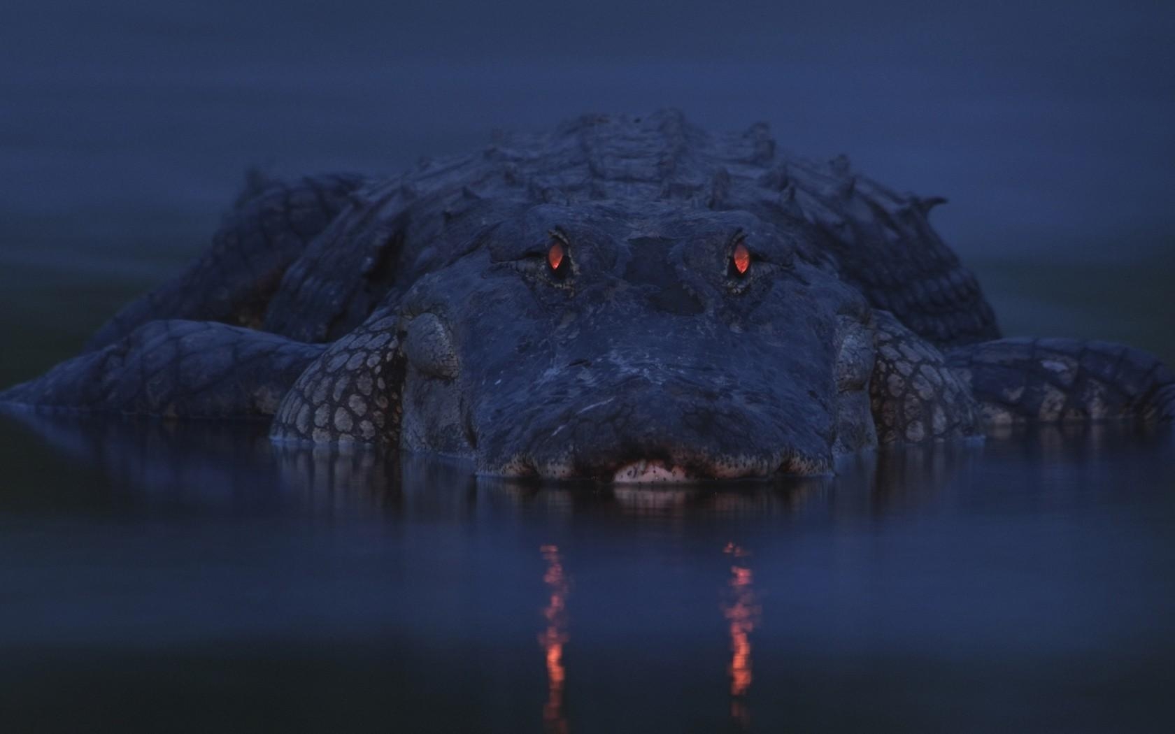 Alligator, Wallpaper, Tiere, Reptilien, Hintergrund, 1680x1050 HD Desktop