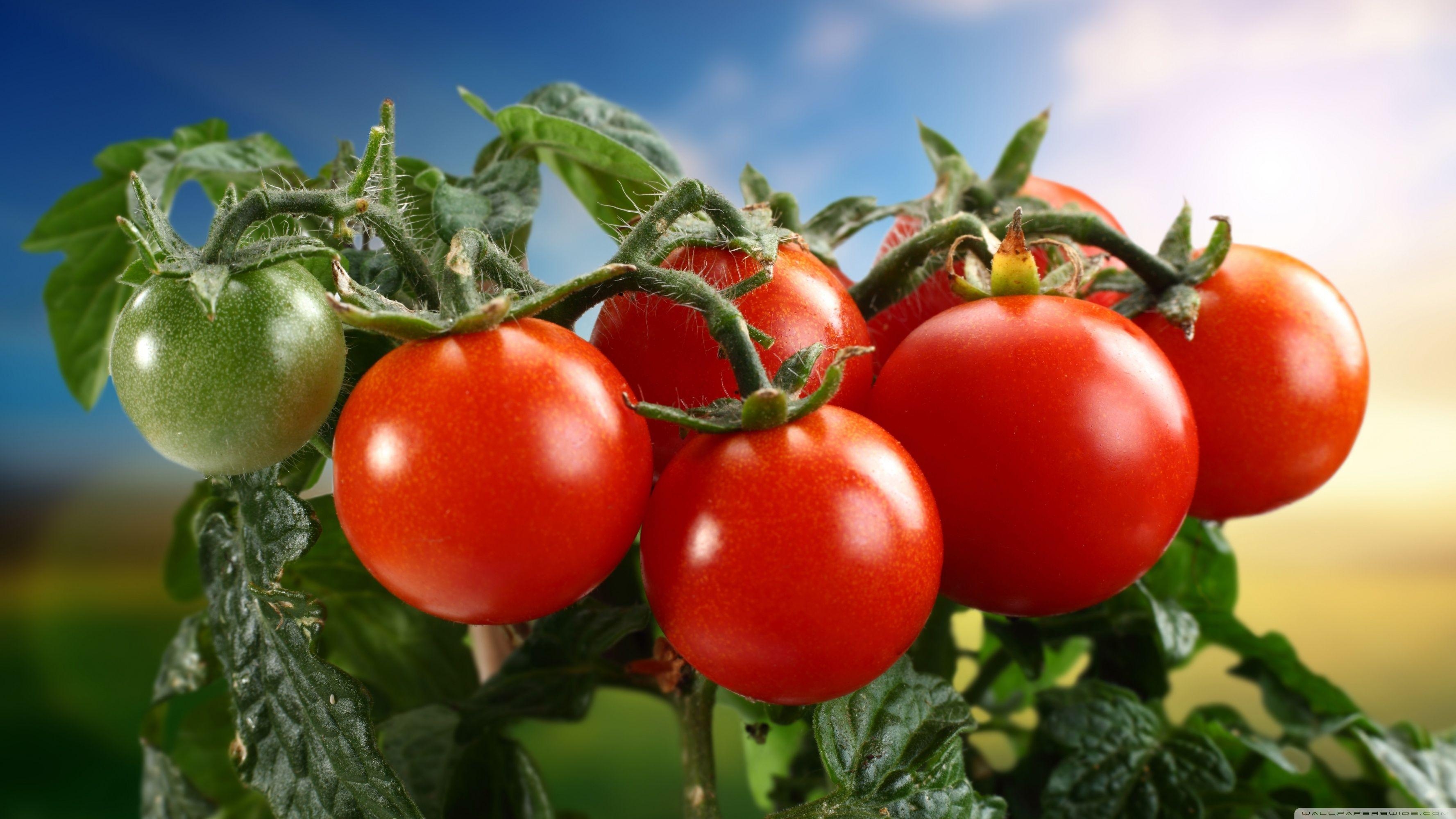 Tomaten, 4K HD, Ultra HD, Fernsehbild, Lebensmittel, 3560x2000 HD Desktop